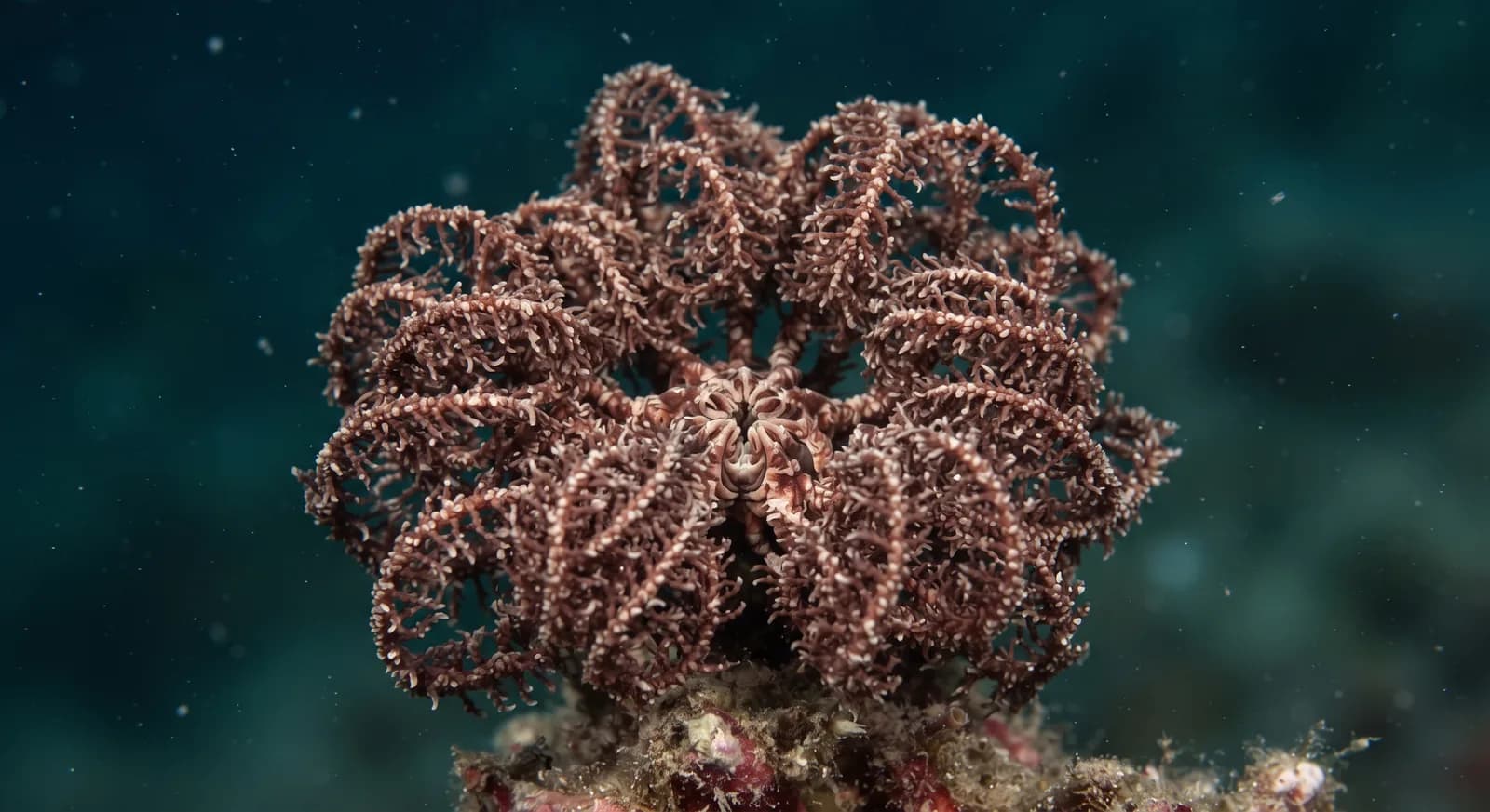 Common Basket Star