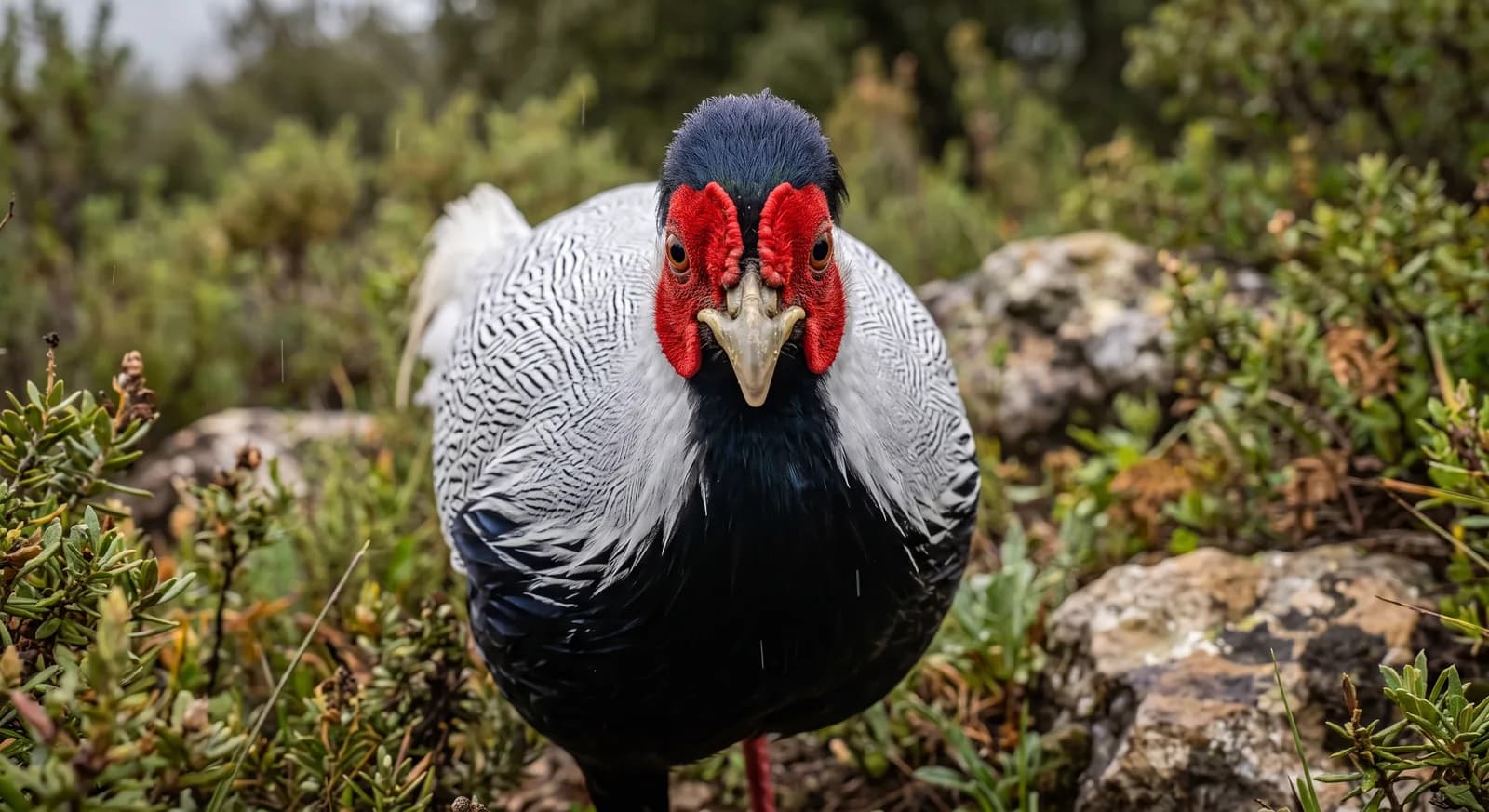 Silver Pheasant