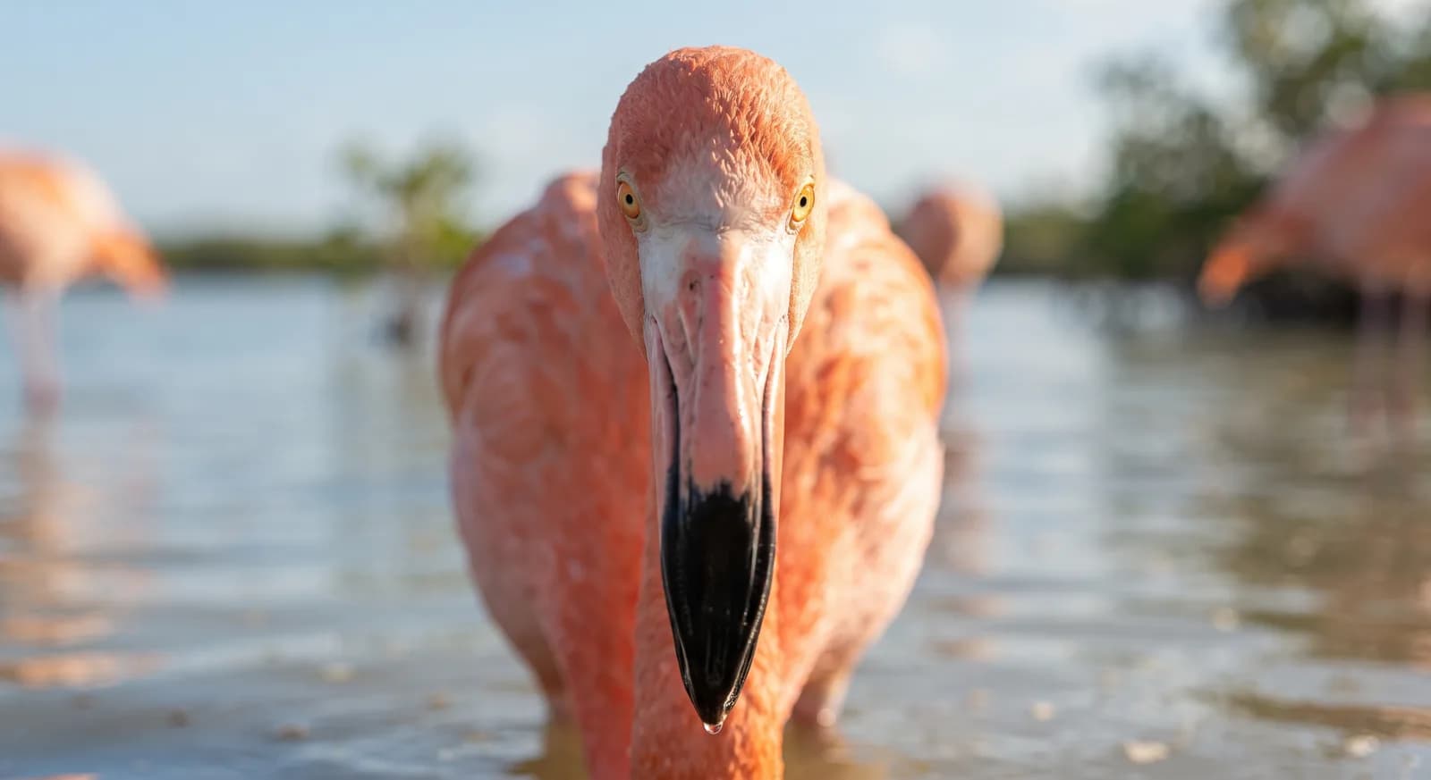 Flamenco del Caribe