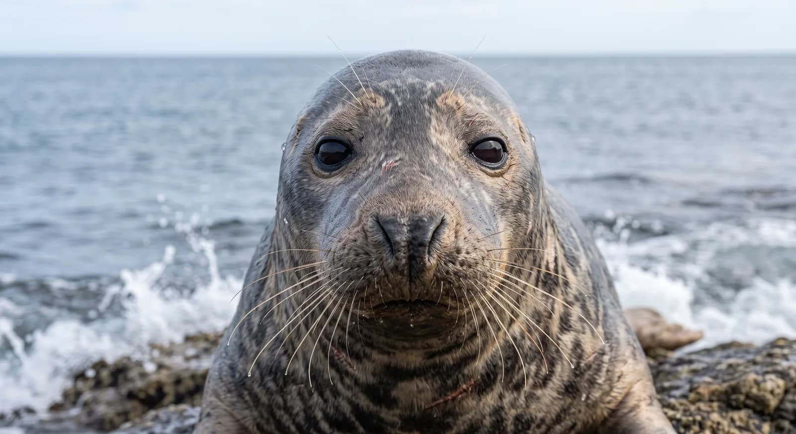 Foca gris