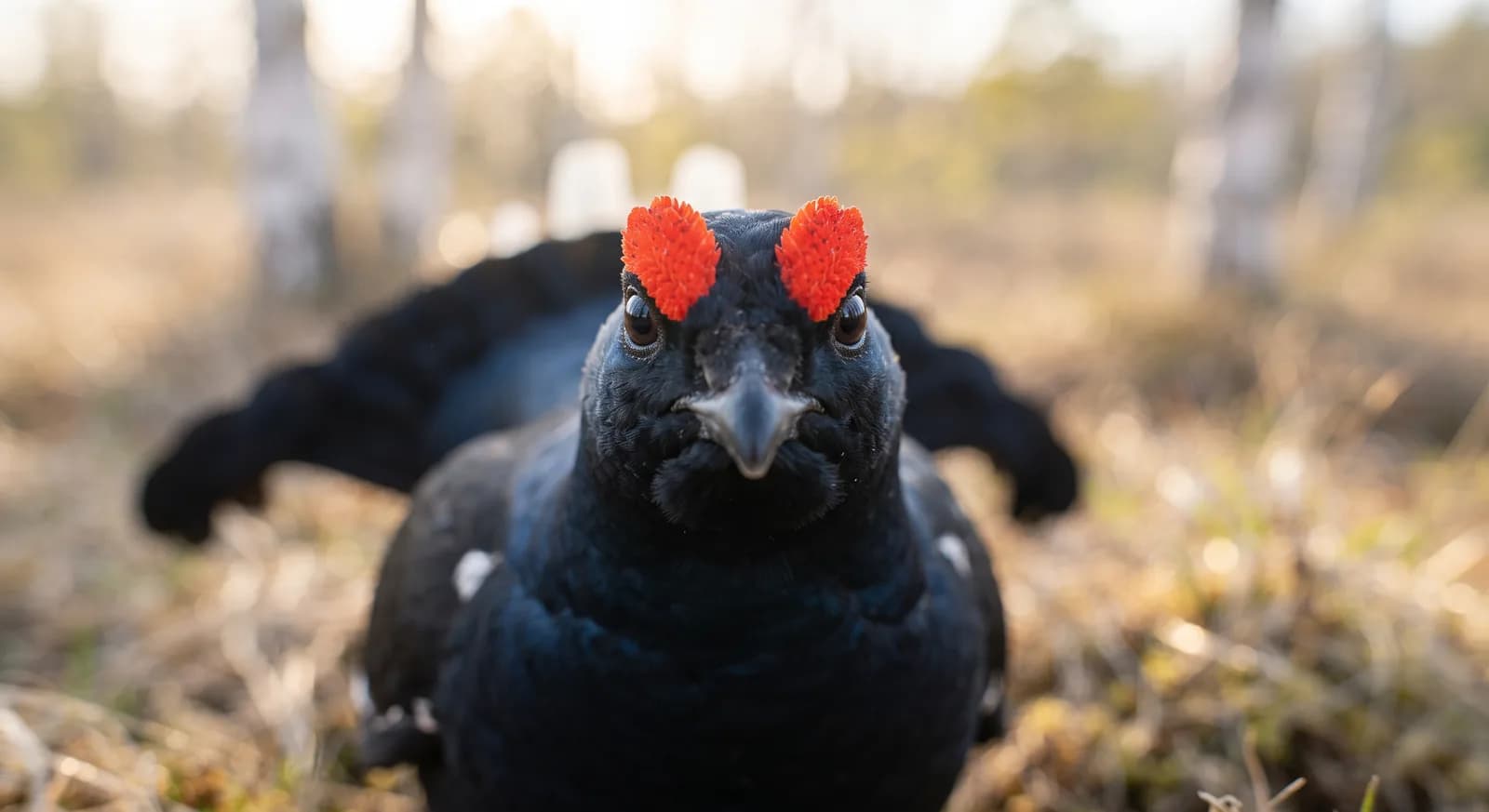Black Grouse