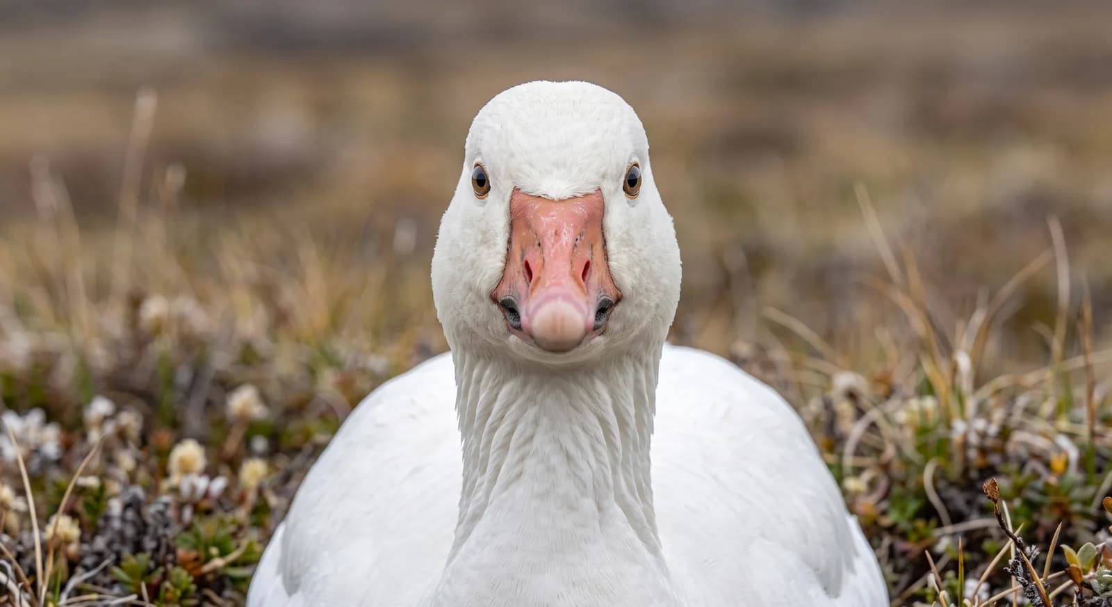 Snow Goose
