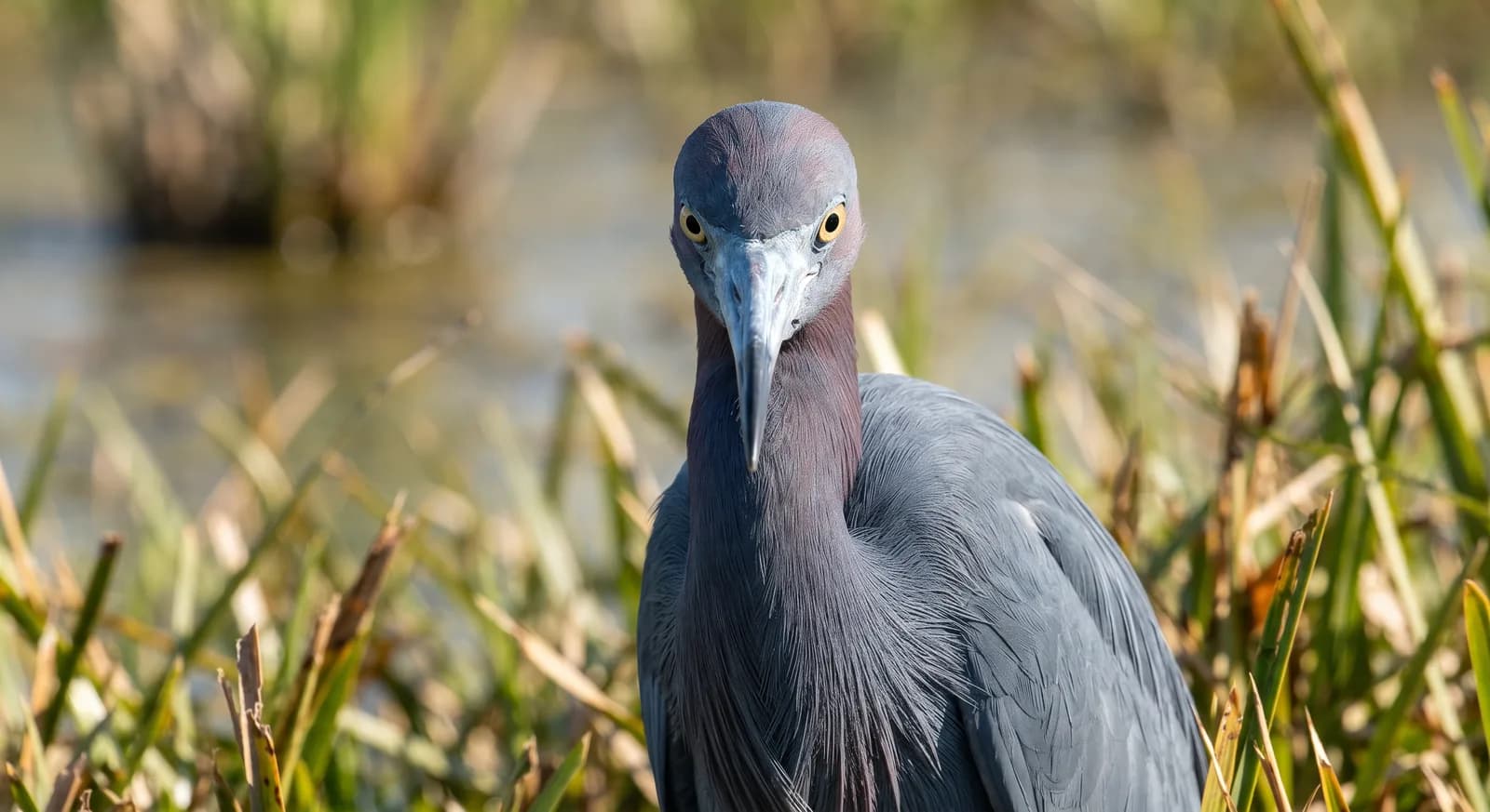 Little Blue Heron