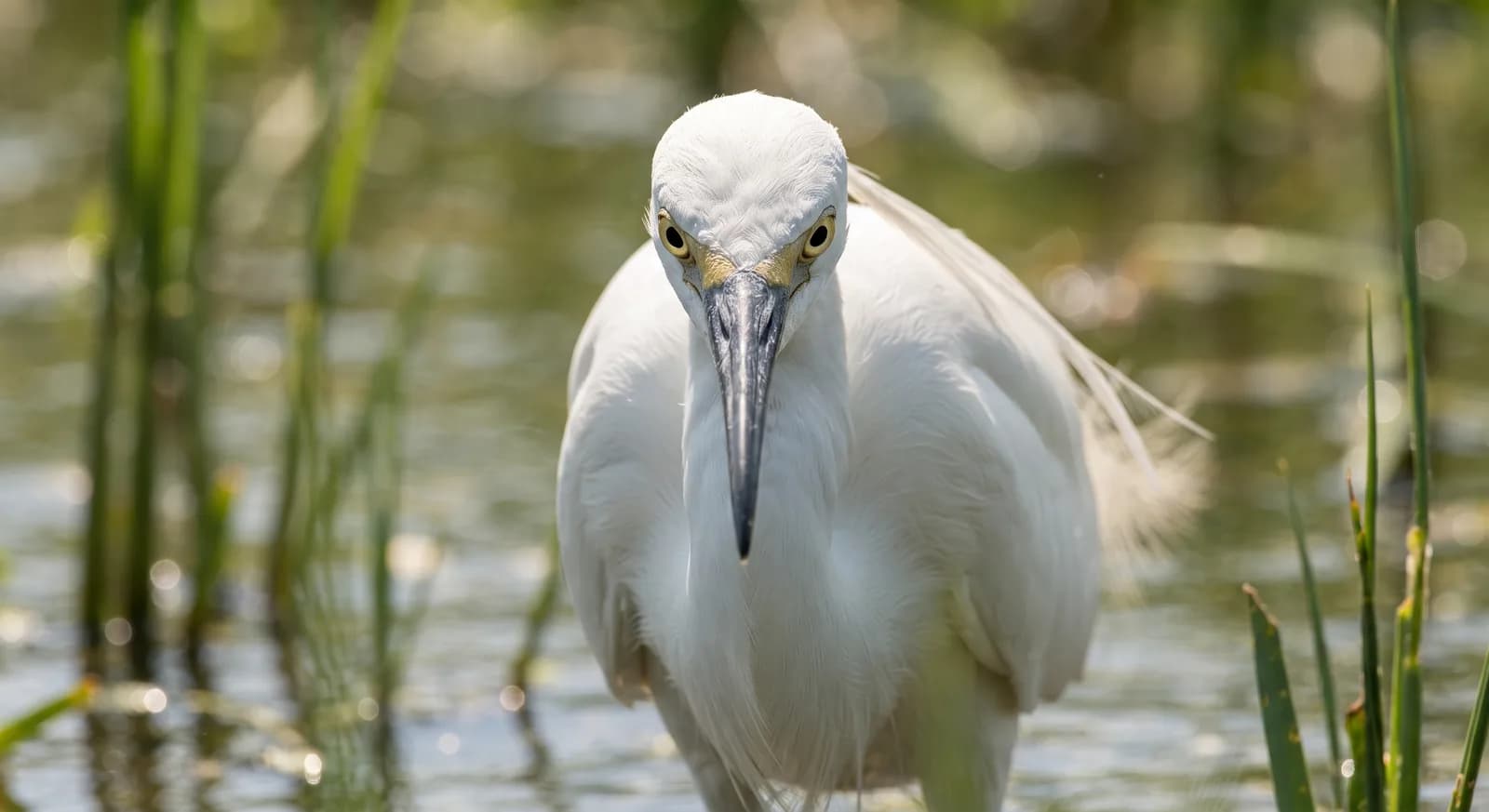 Little Egret