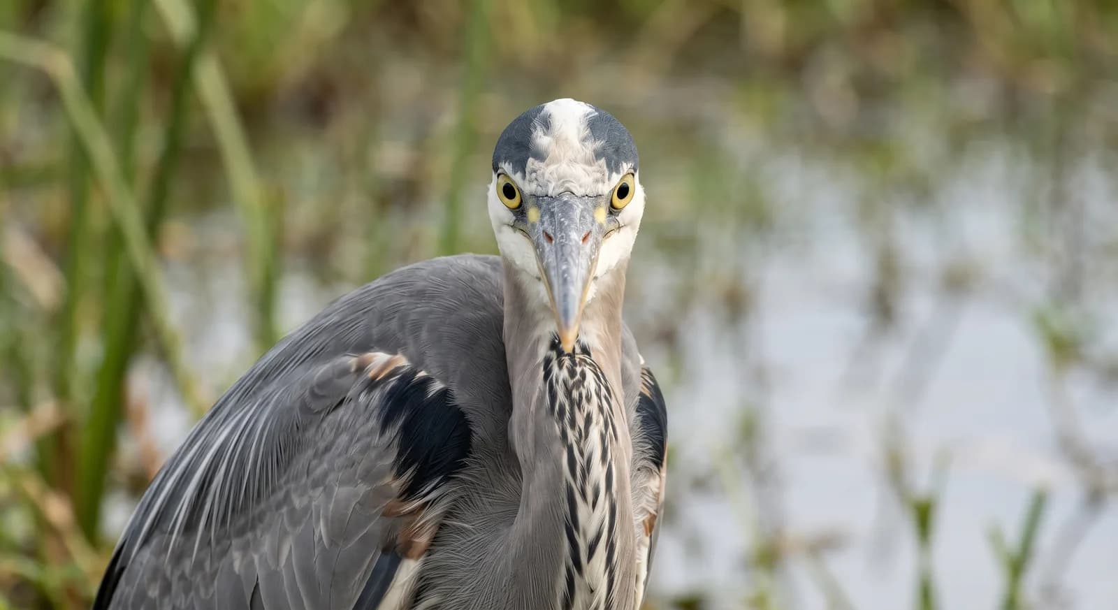 Cocoi Heron