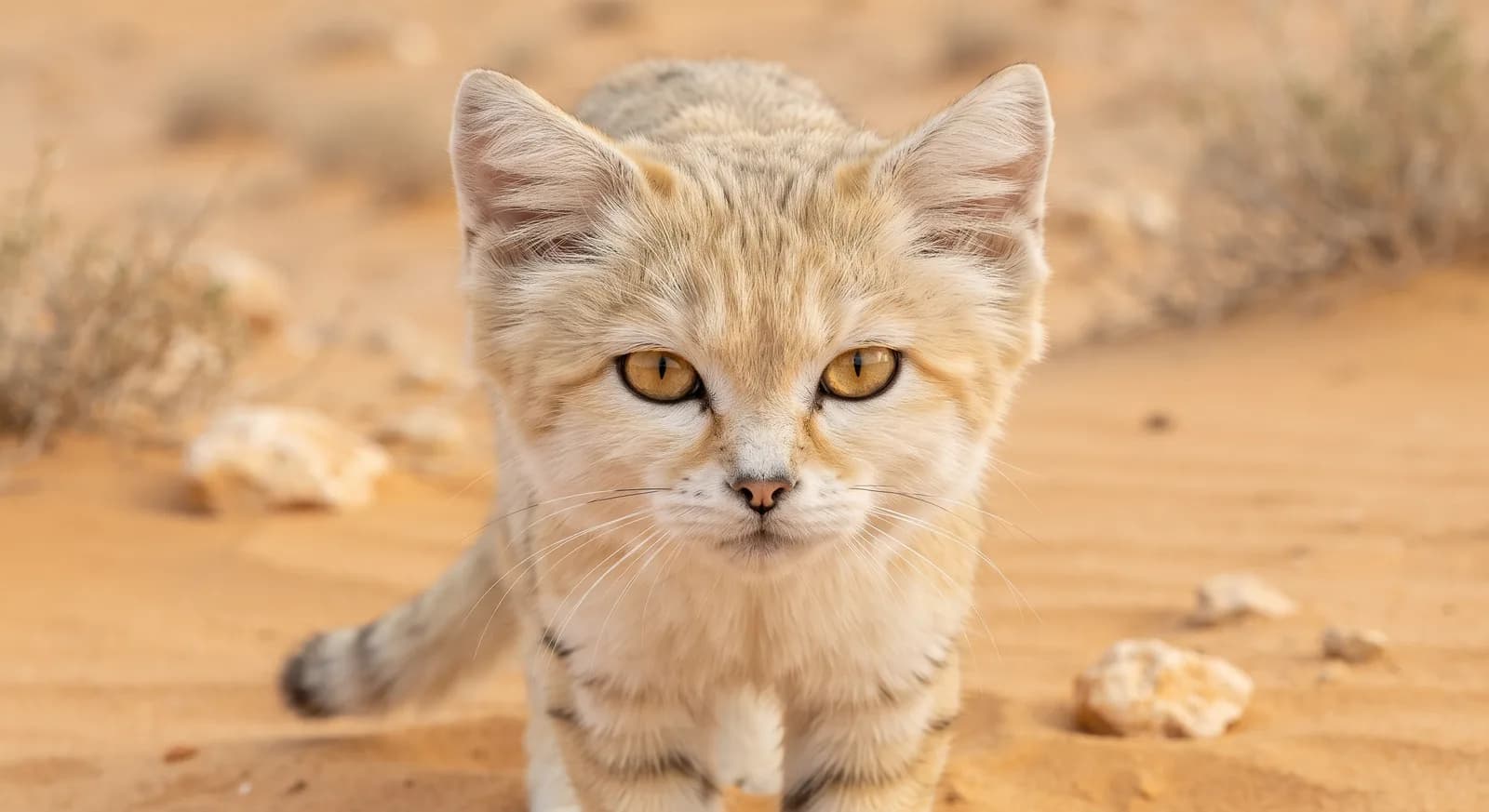 Gato de las arenas