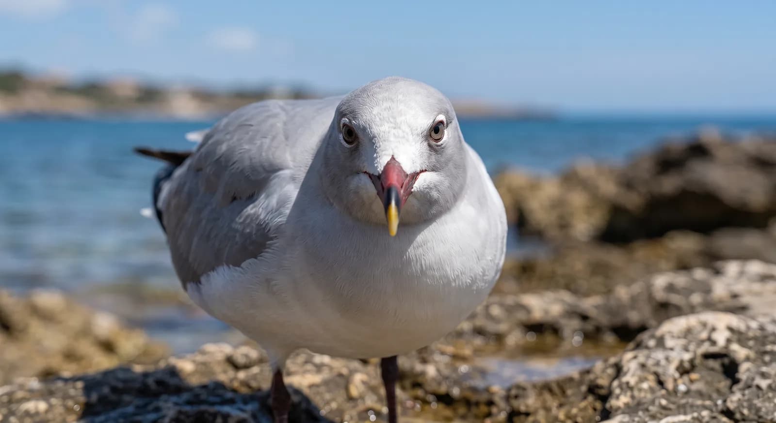 Gaviota de Audouin