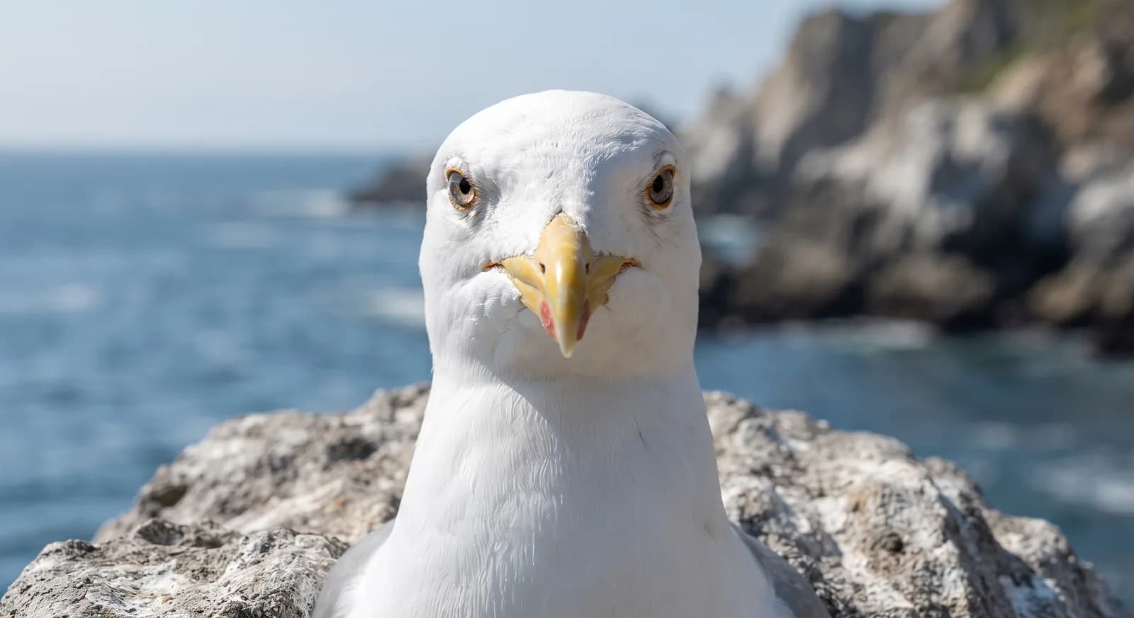 Kelp Gull