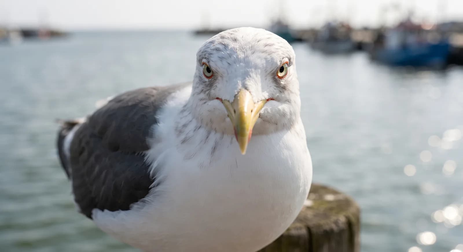 Lesser Black-backed Gull