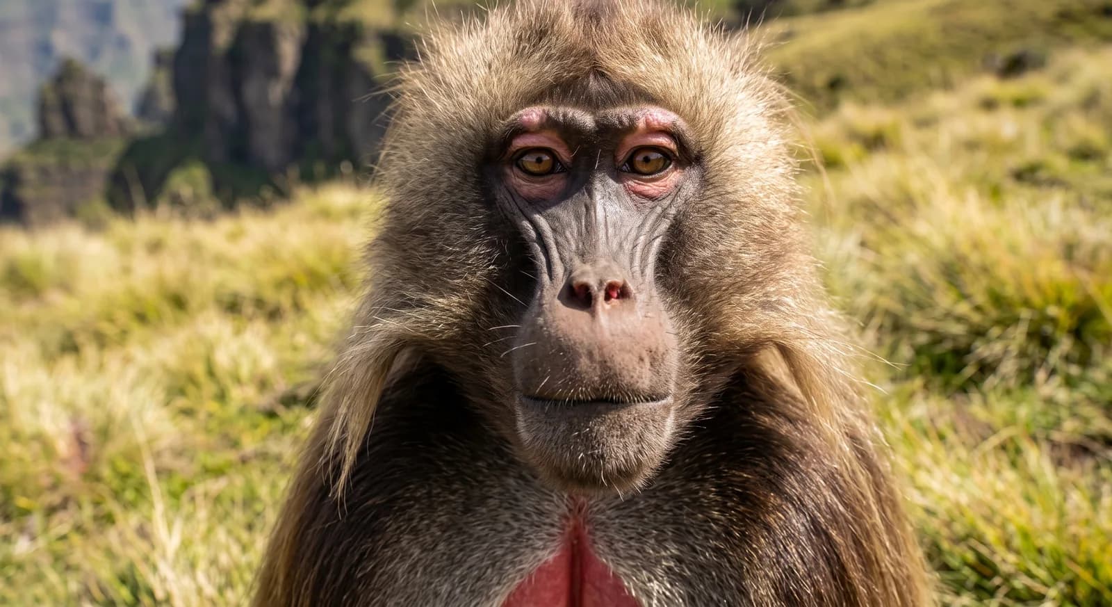 Gelada