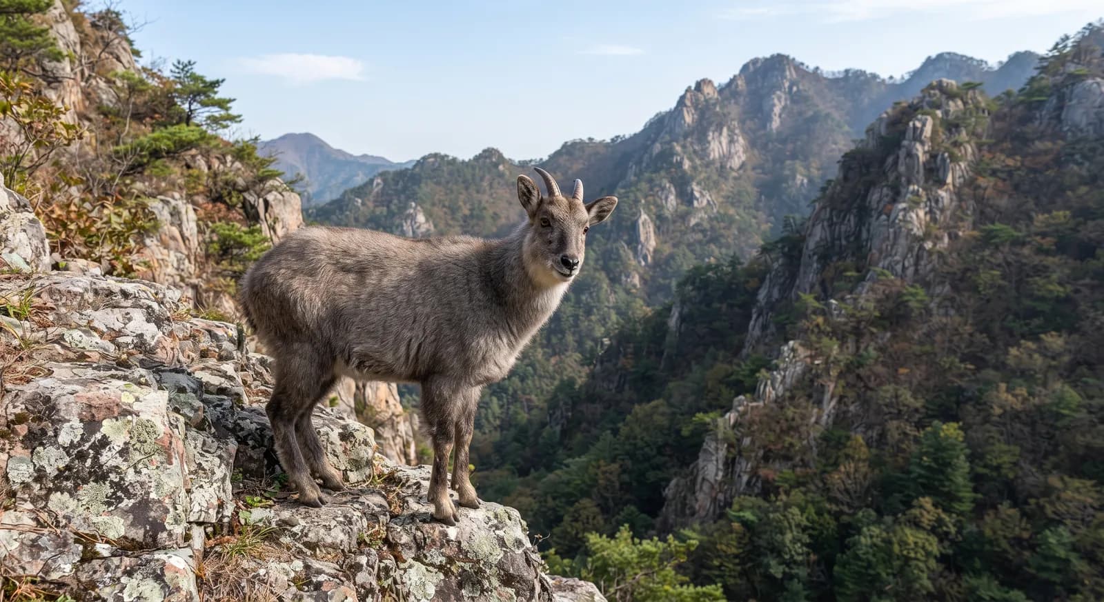 Goral de cola larga