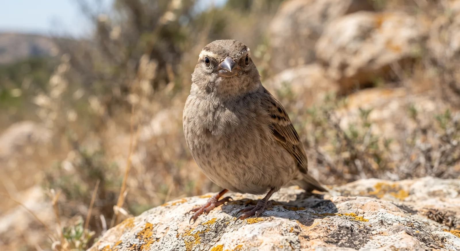 Rock Sparrow