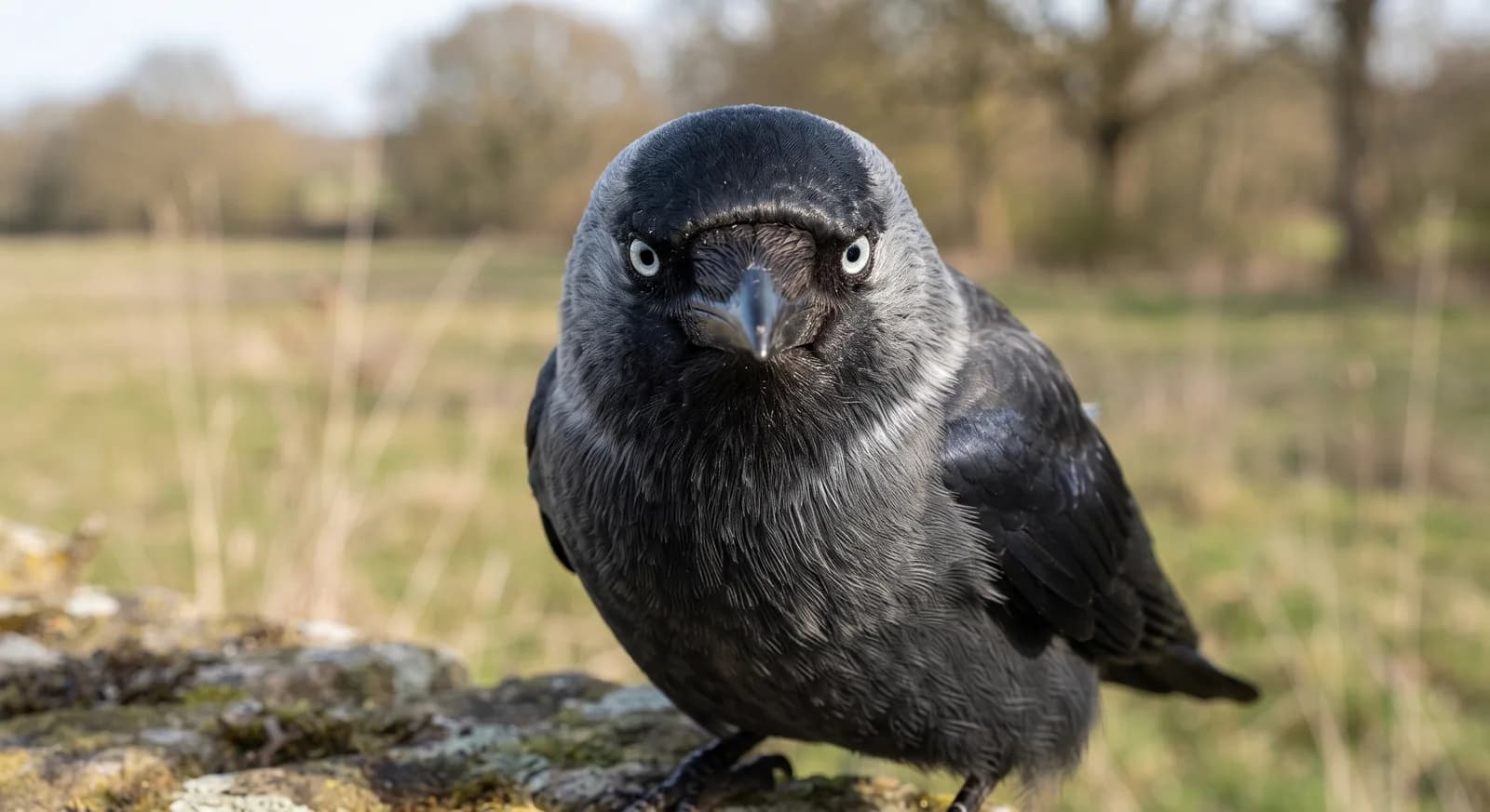 Western Jackdaw