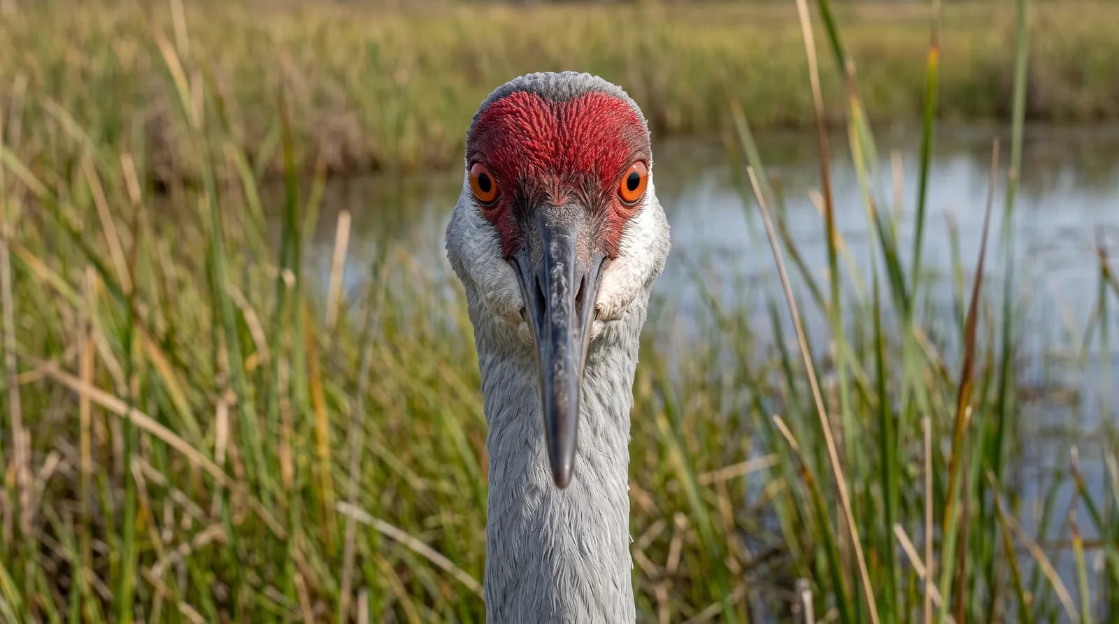 Sandhill Crane