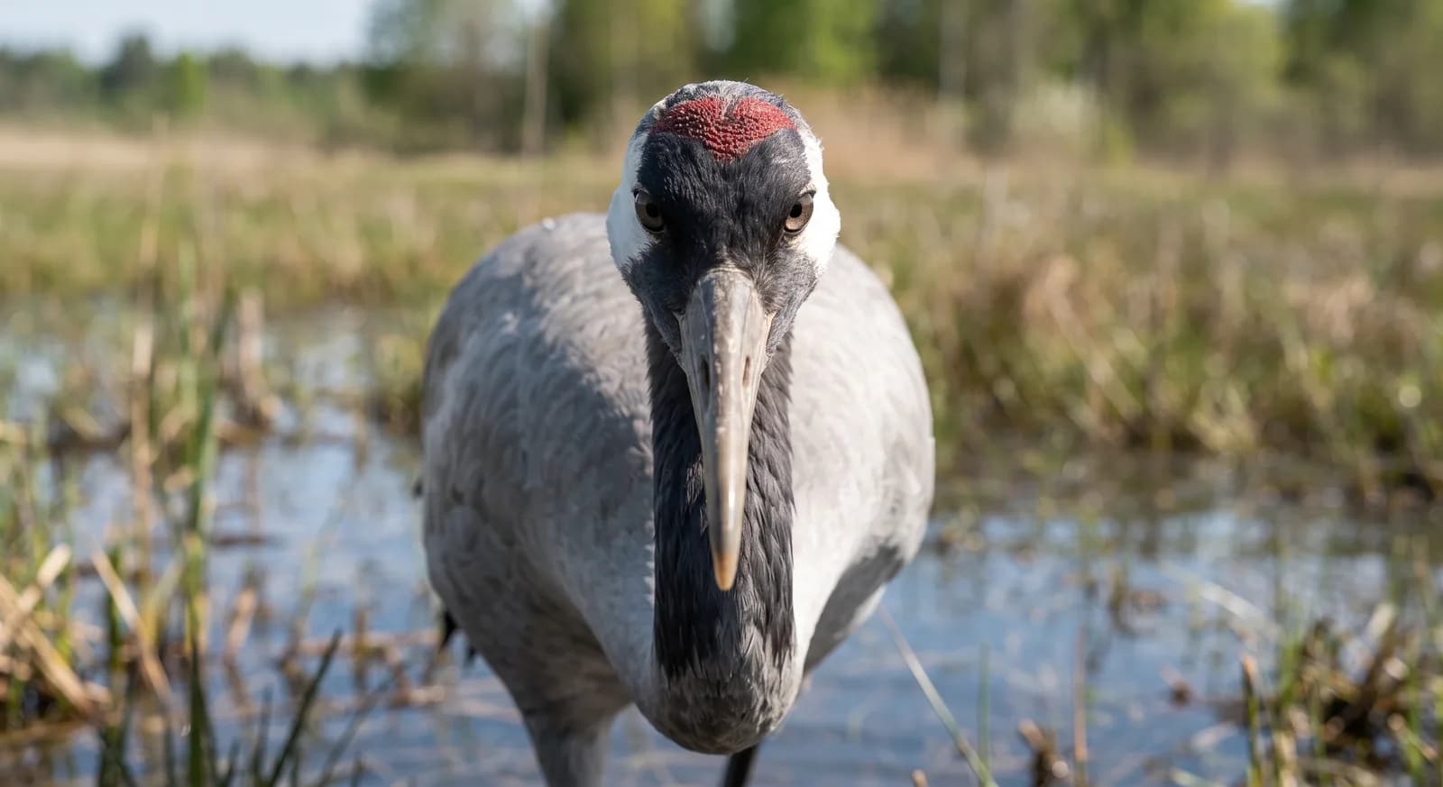 Grulla común