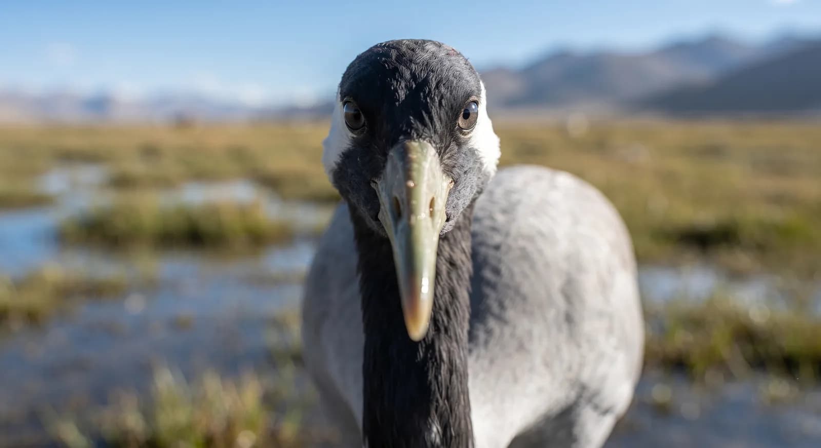 Grulla cuellinegra