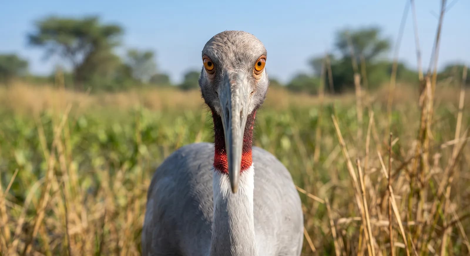 Sarus-Kranich