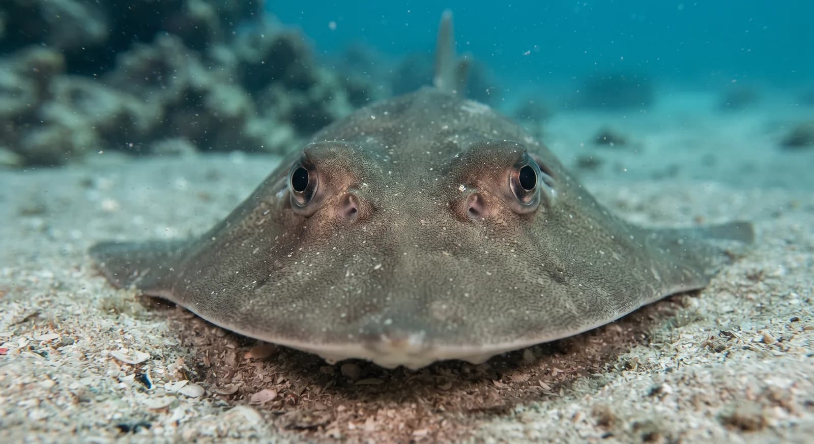 Common Guitarfish