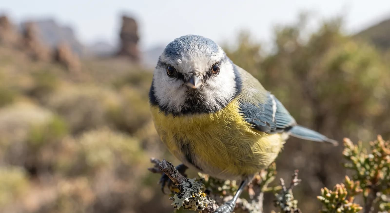 African Blue Tit