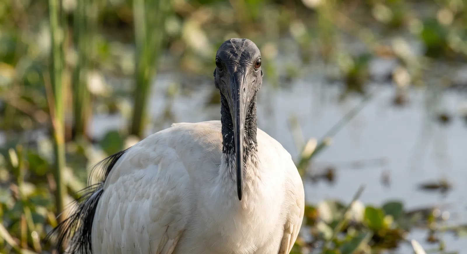 African Sacred Ibis