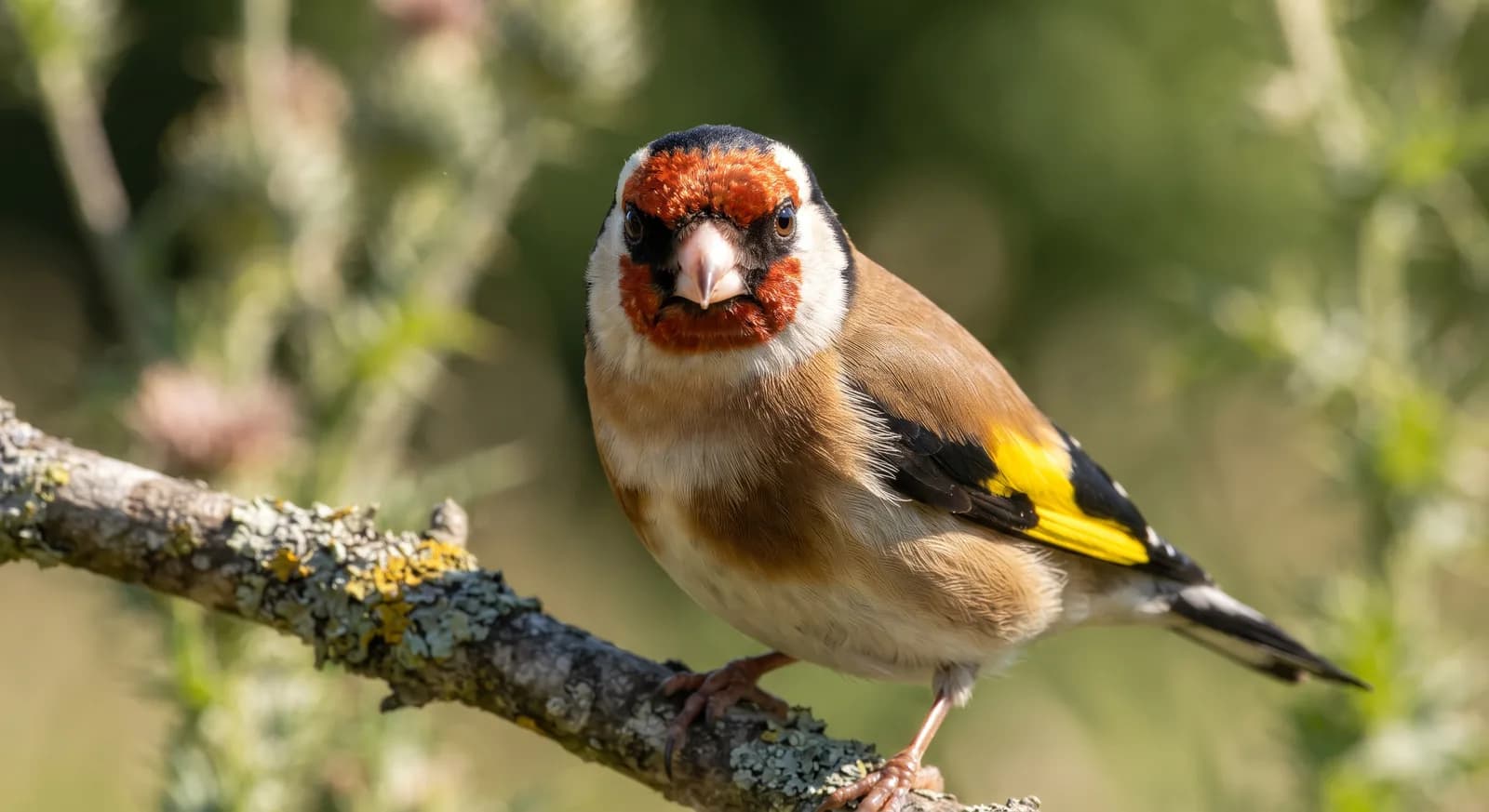 Cardellino
