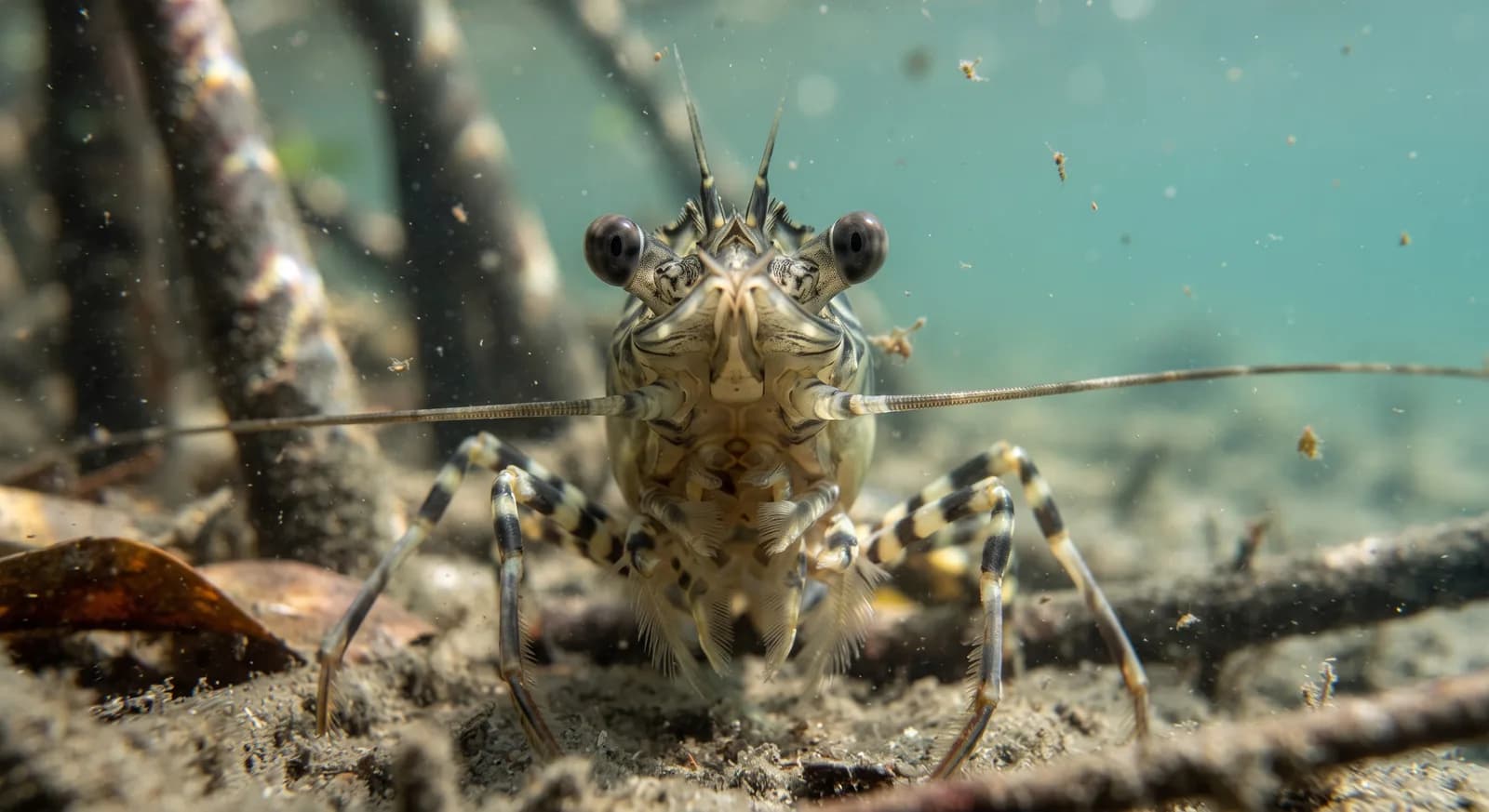 Asian Tiger Shrimp