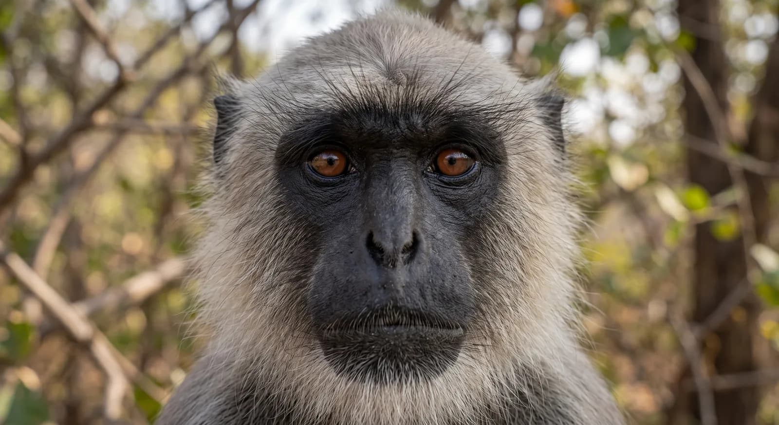 Langur gris