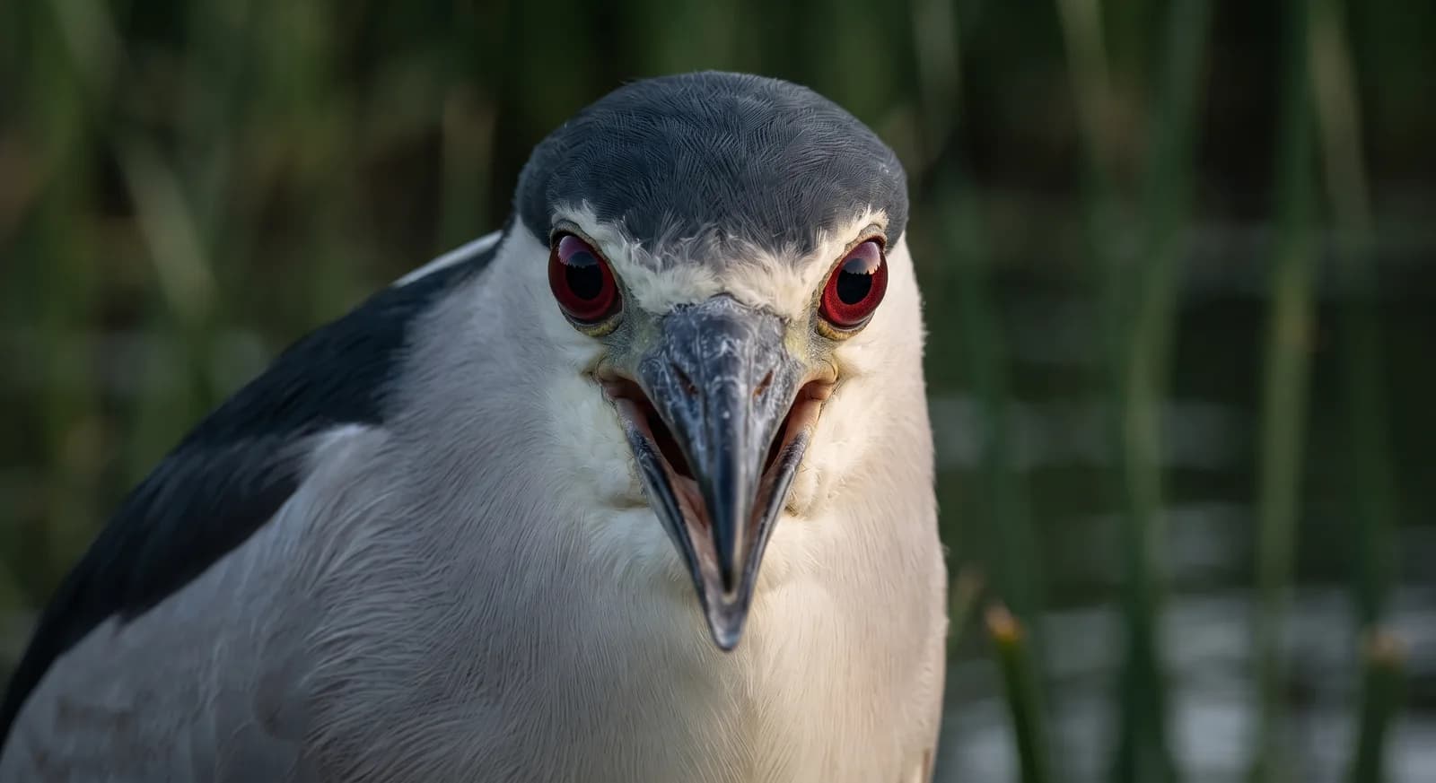 Black-crowned Night Heron