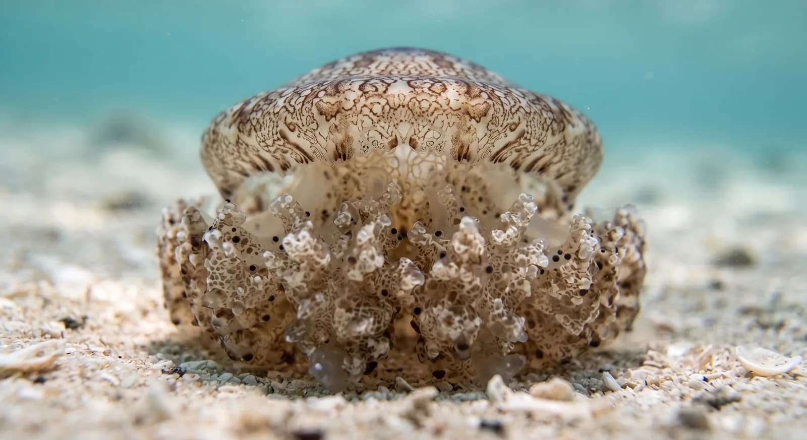 Upside-down Jellyfish
