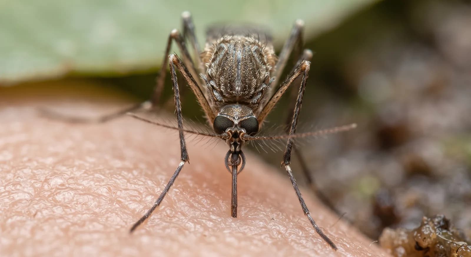 African Malaria Mosquito