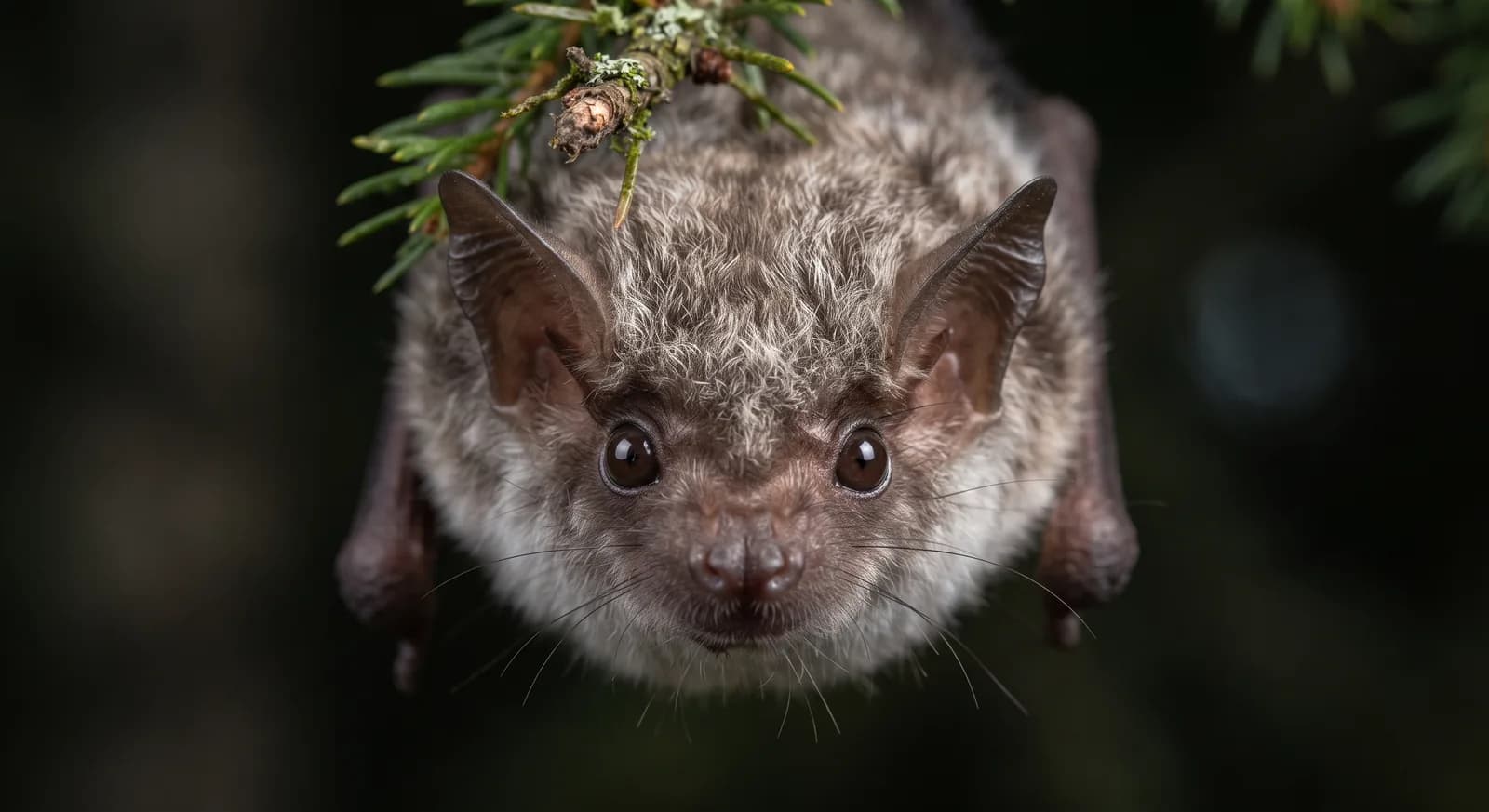Lasiurus cinereus