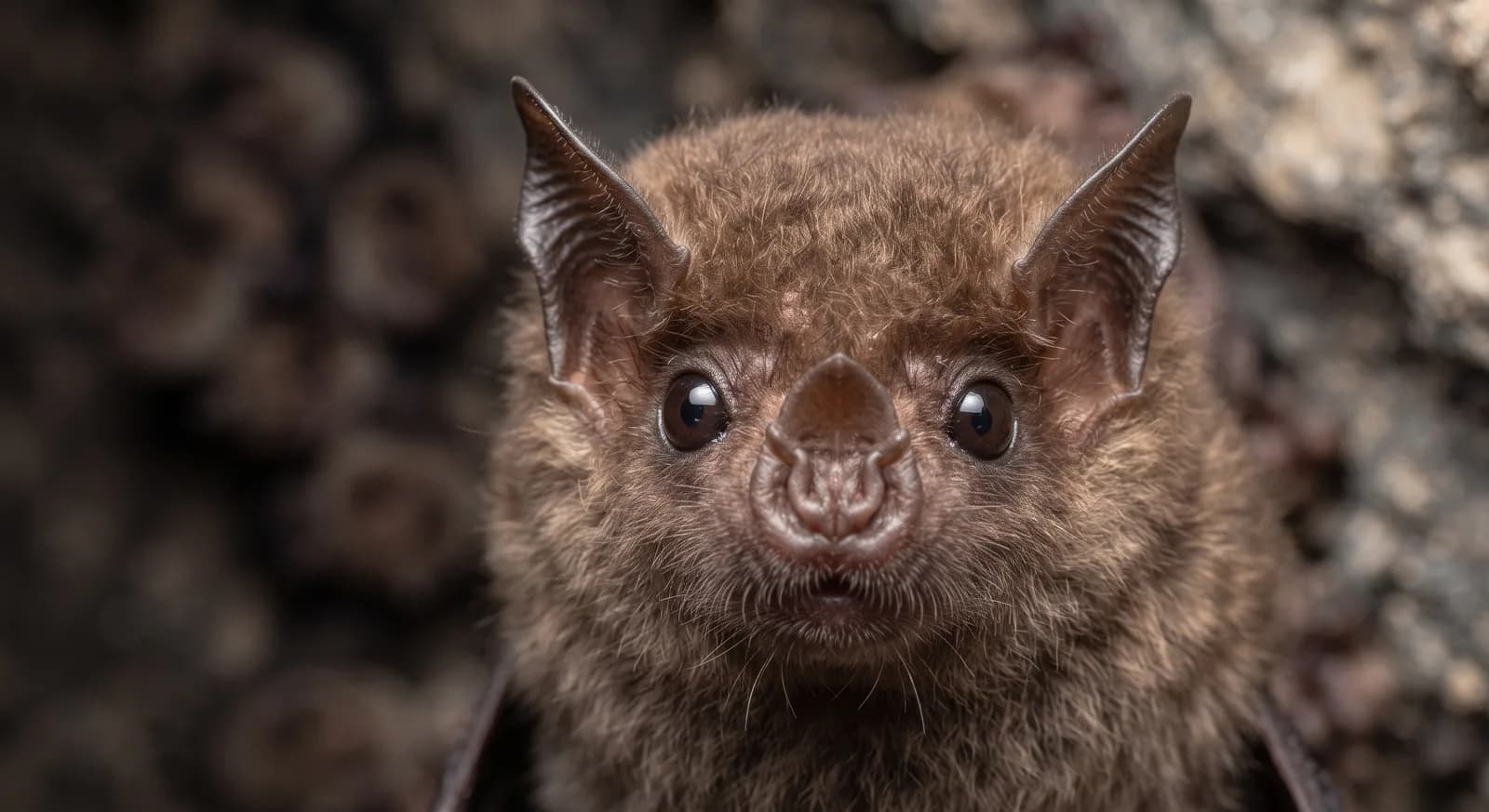 Leptonycteris yerbabuenae
