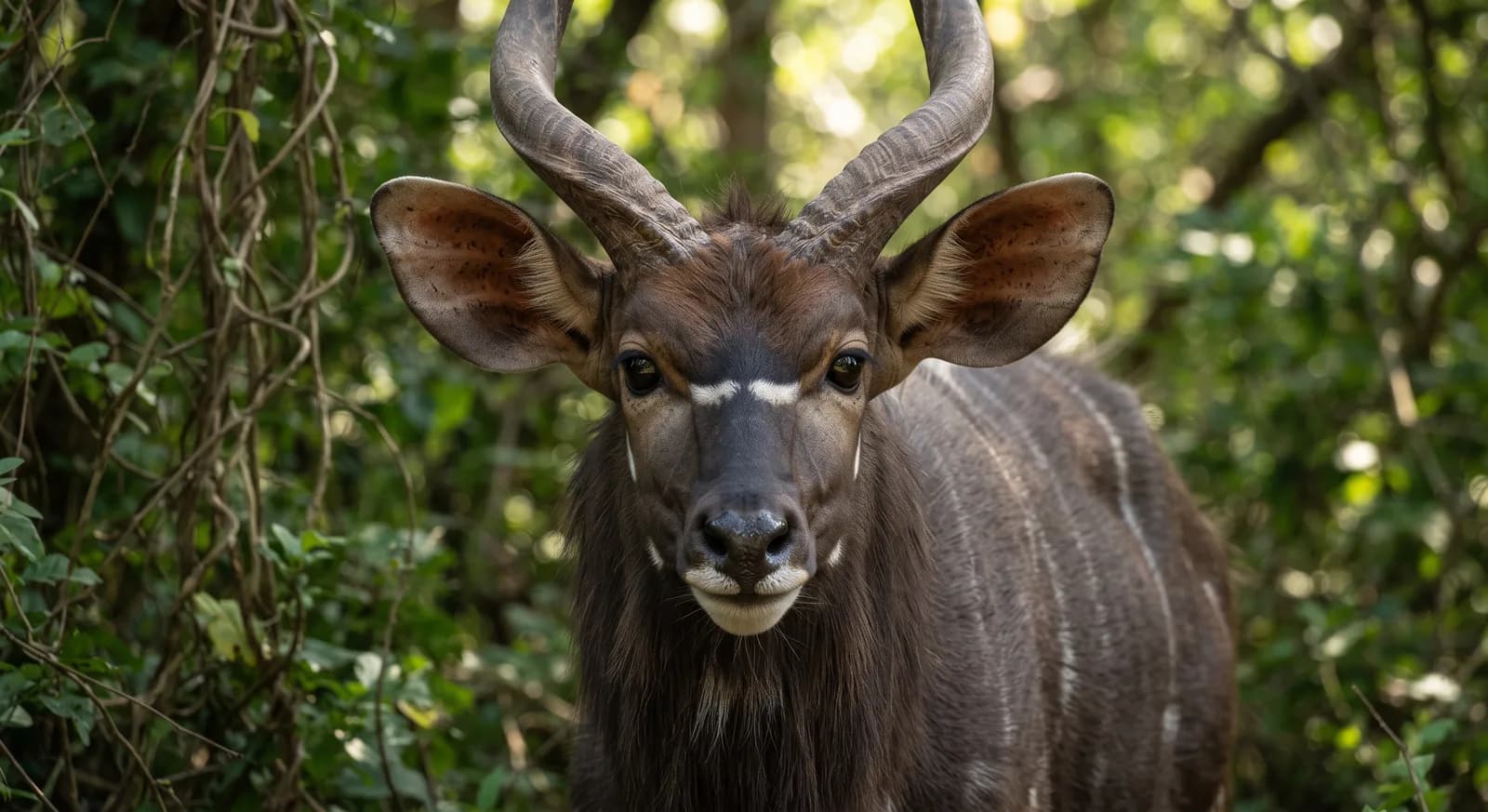 Nyala