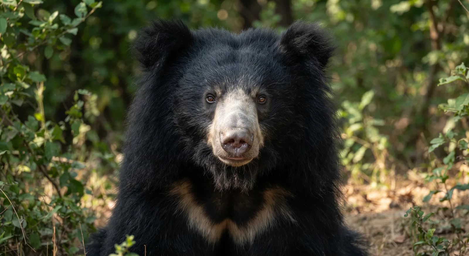 Oso bezudo