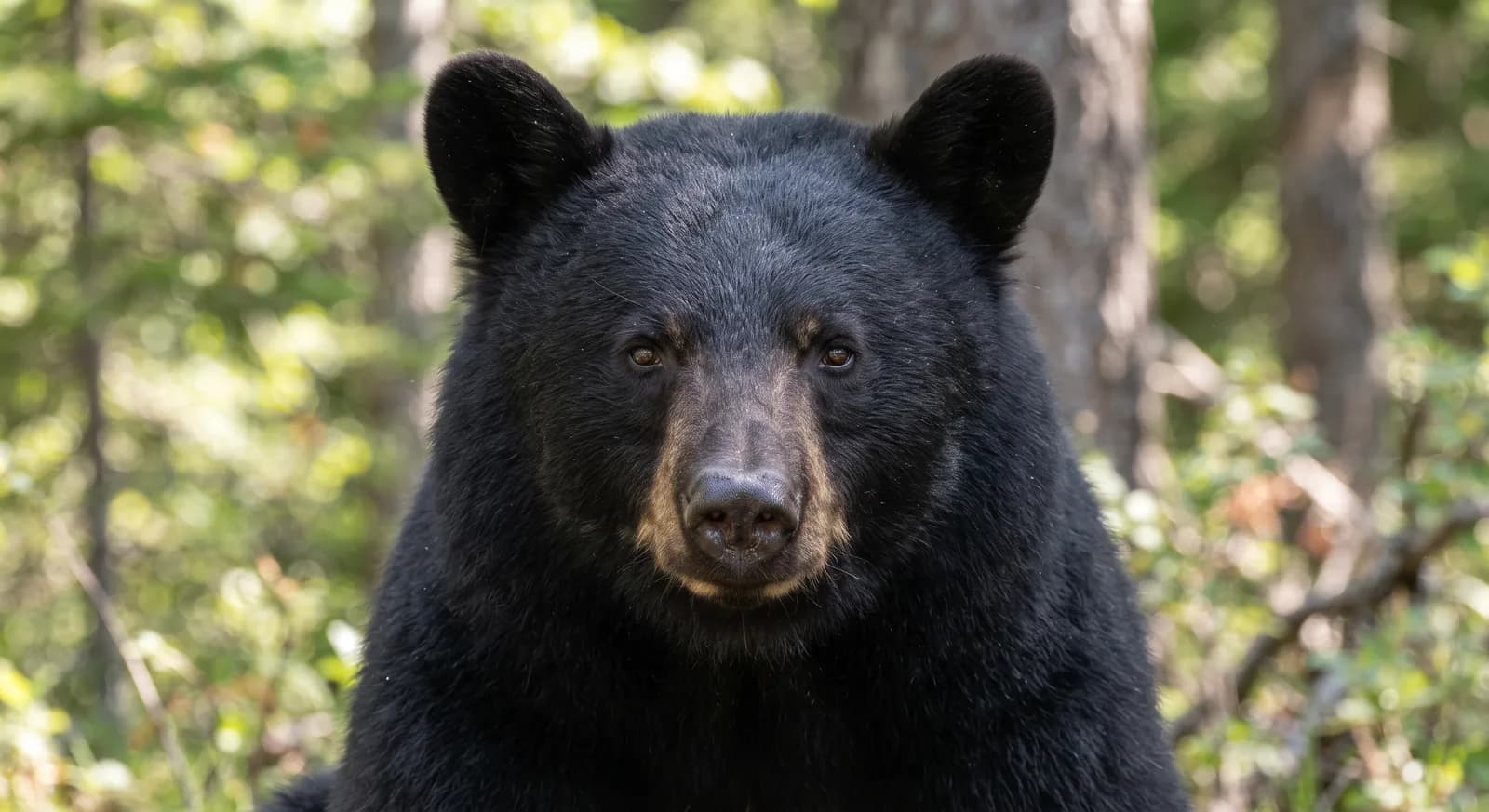 Oso negro americano