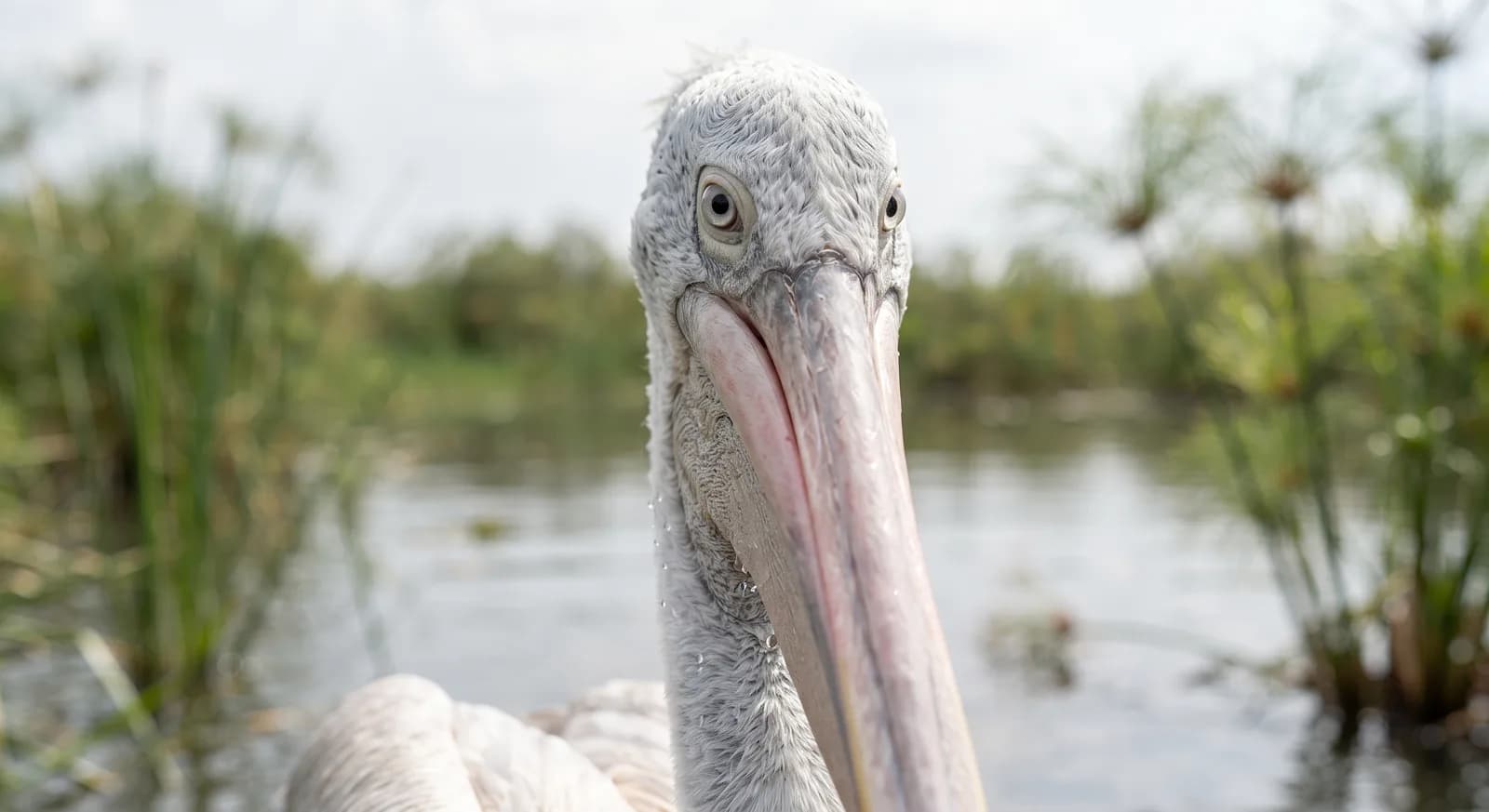 Pink-Backed Pelican