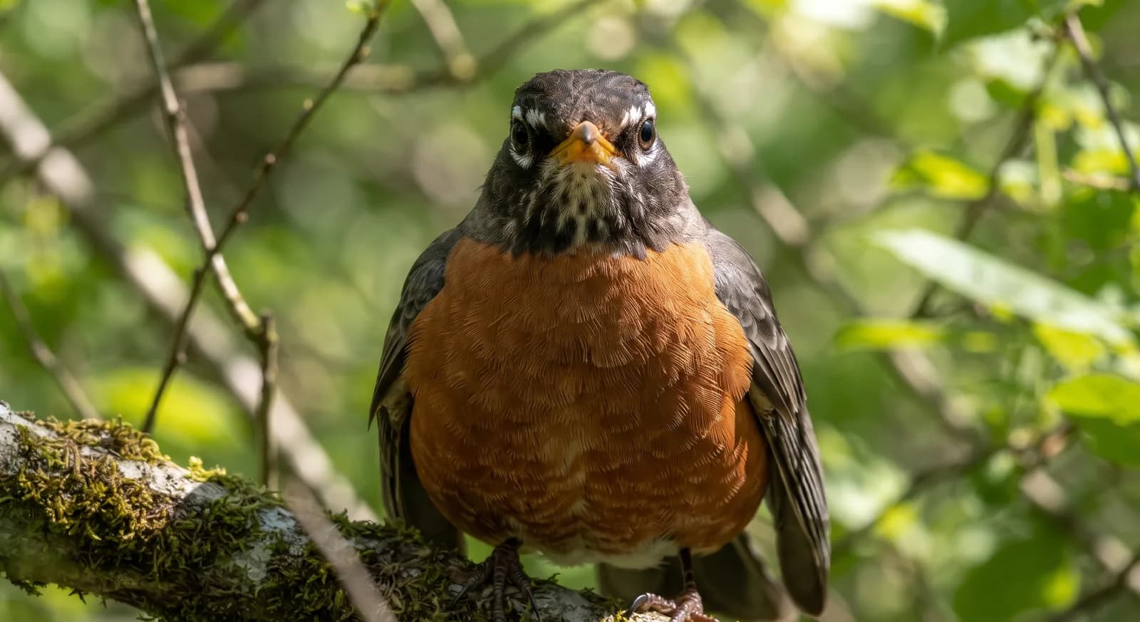 American Robin