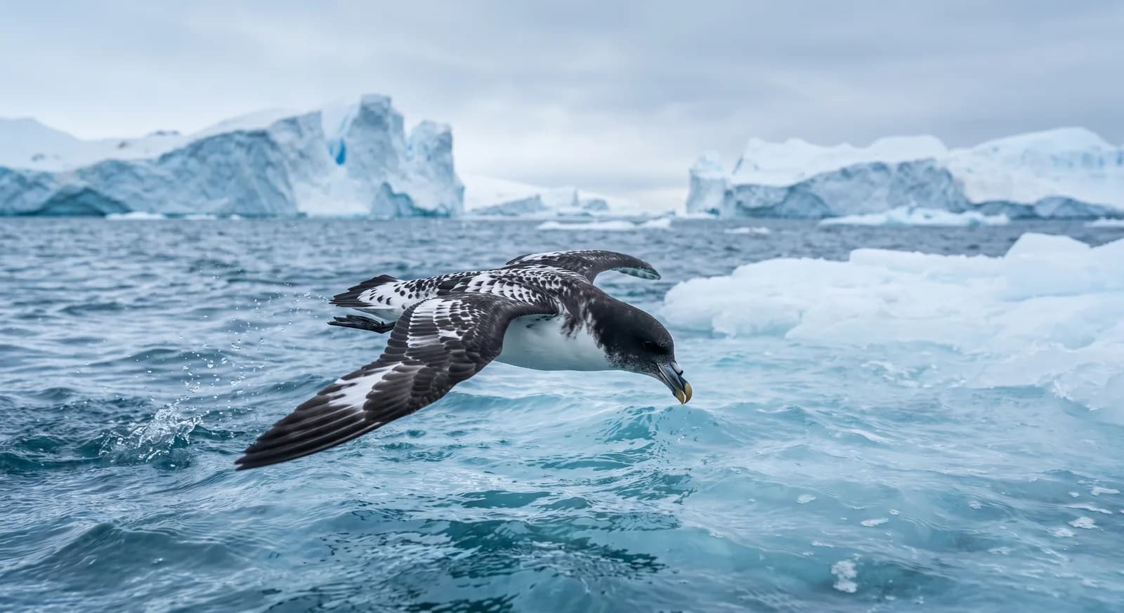 Cape Petrel