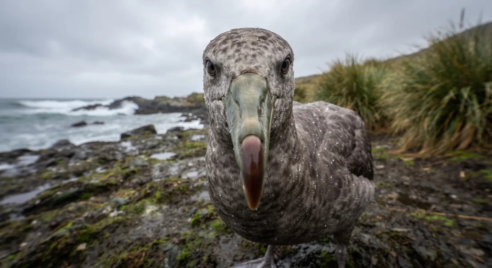 Southern Giant Petrel