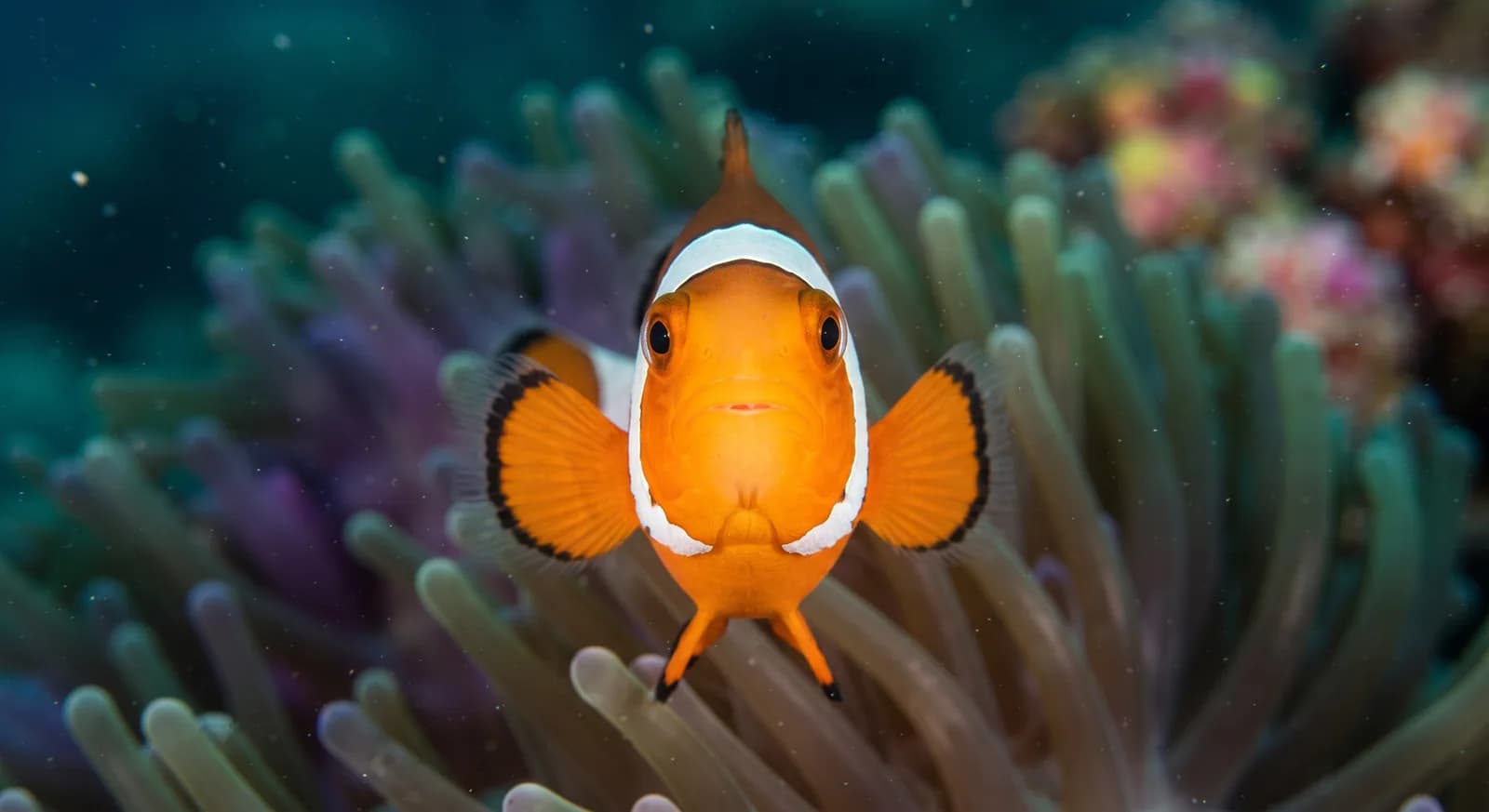 Clown Anemonefish