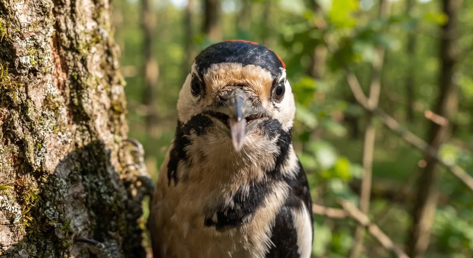 Great Spotted Woodpecker