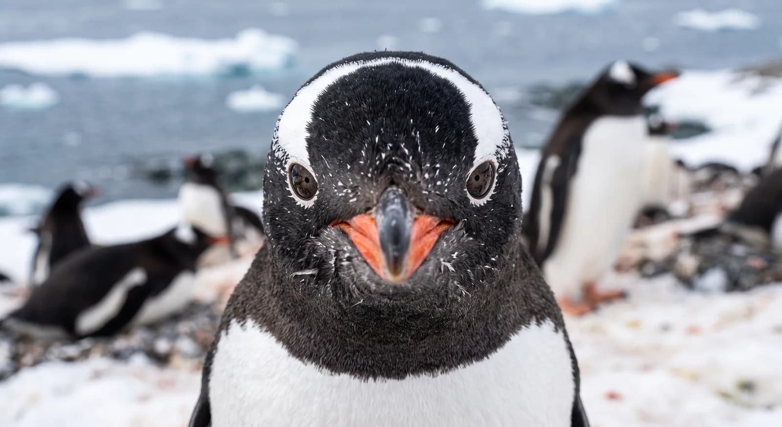 Pingüino papúa