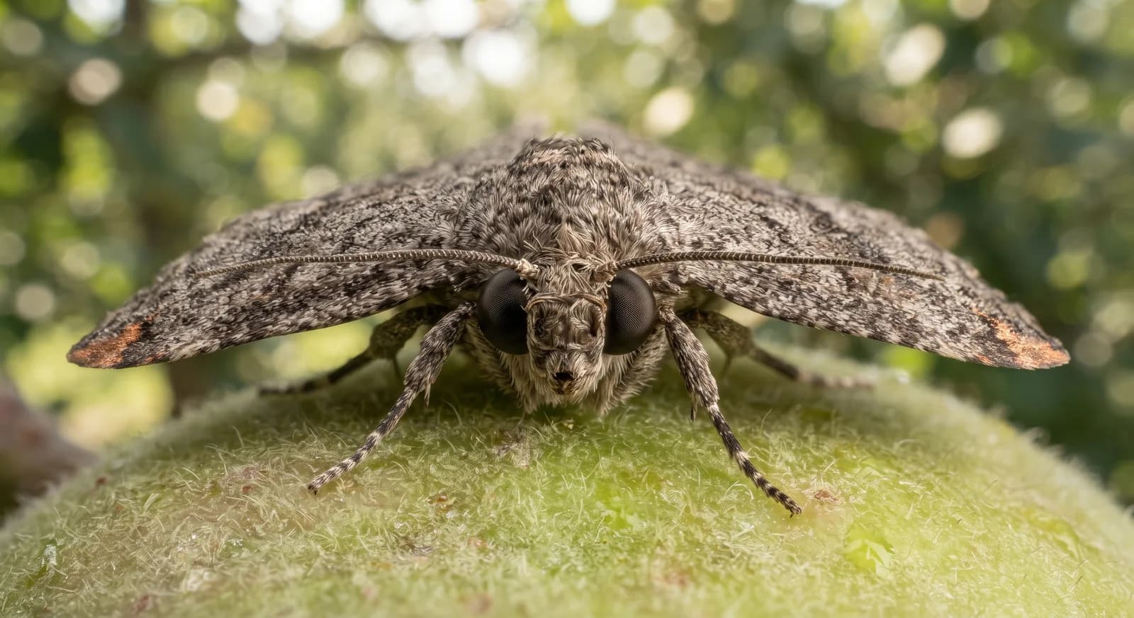 Codling Moth