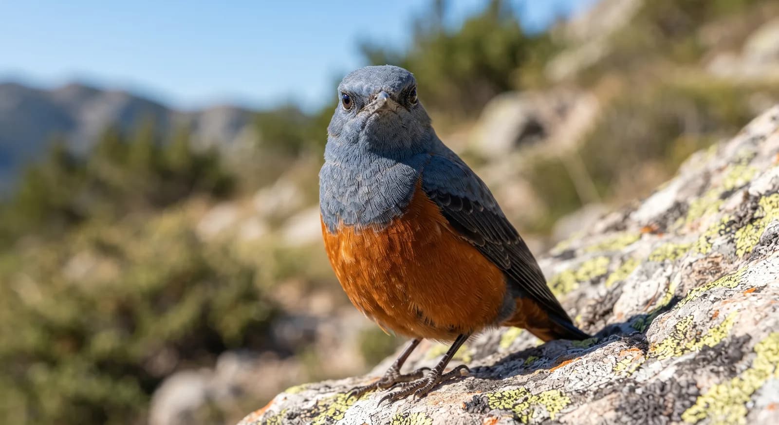 Rufous-tailed Rock Thrush