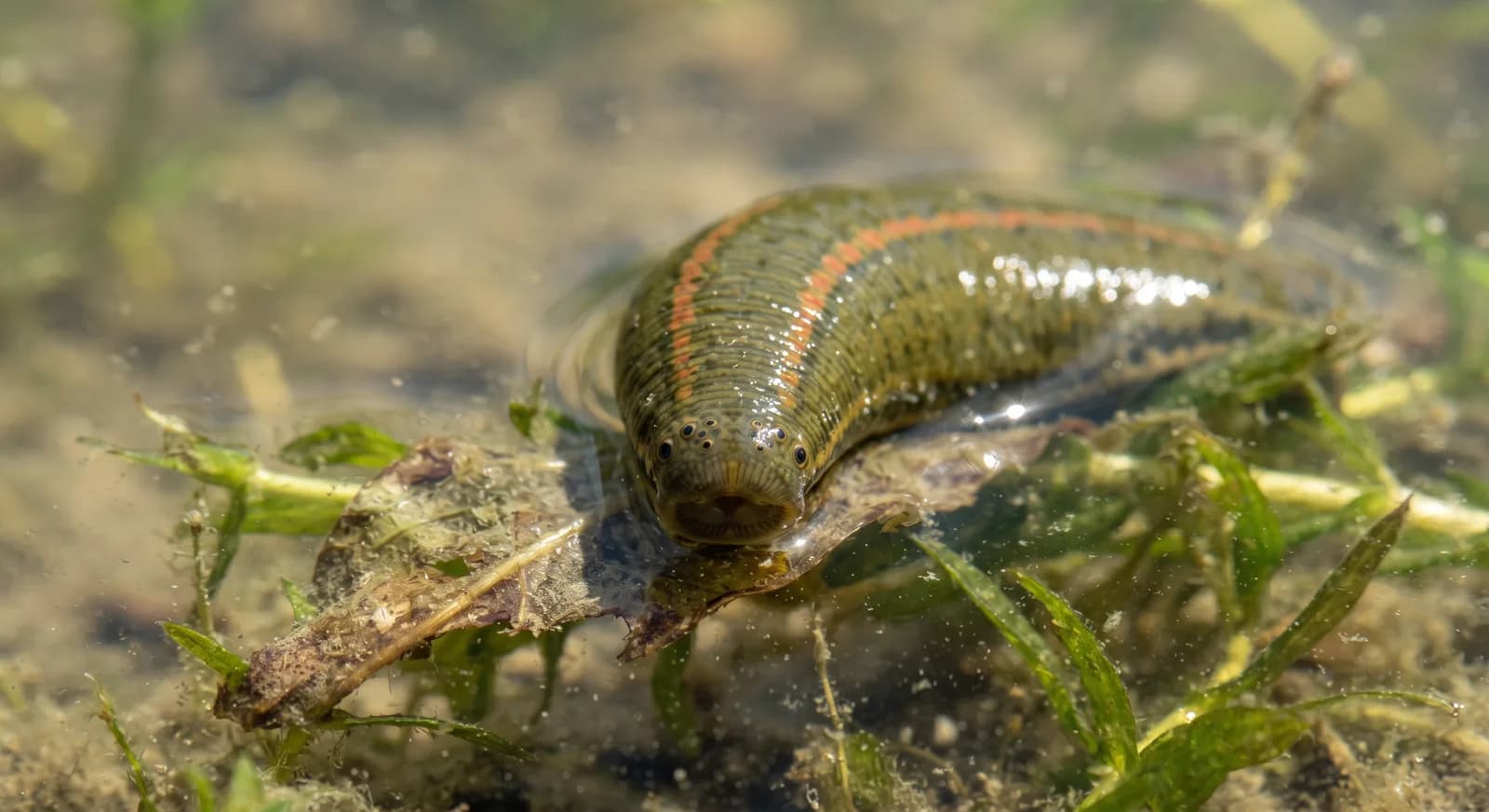 Medicinal Leech