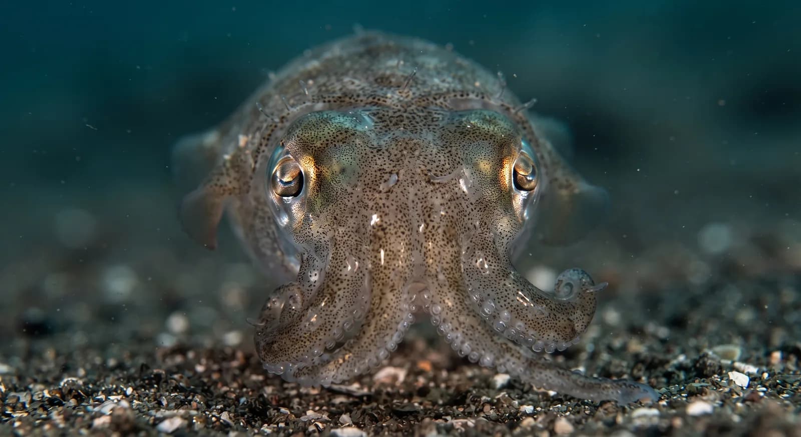 Atlantic Bobtail Squid