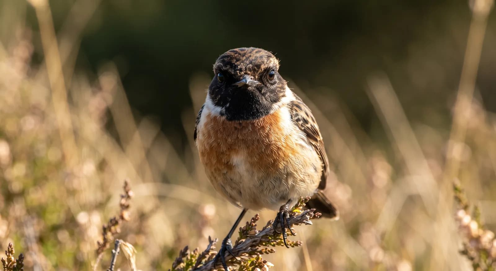 European Stonechat