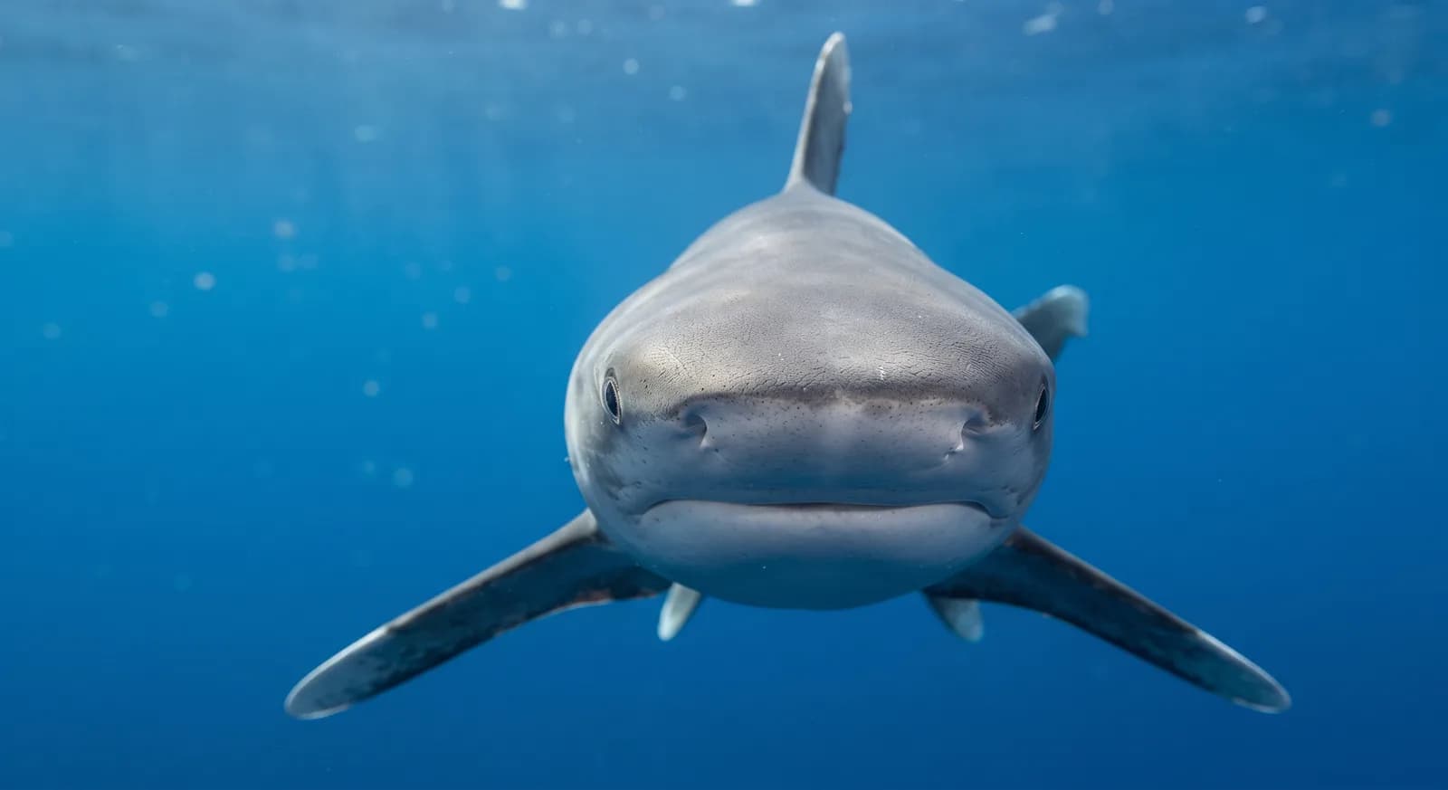Tiburón oceánico de puntas blancas
