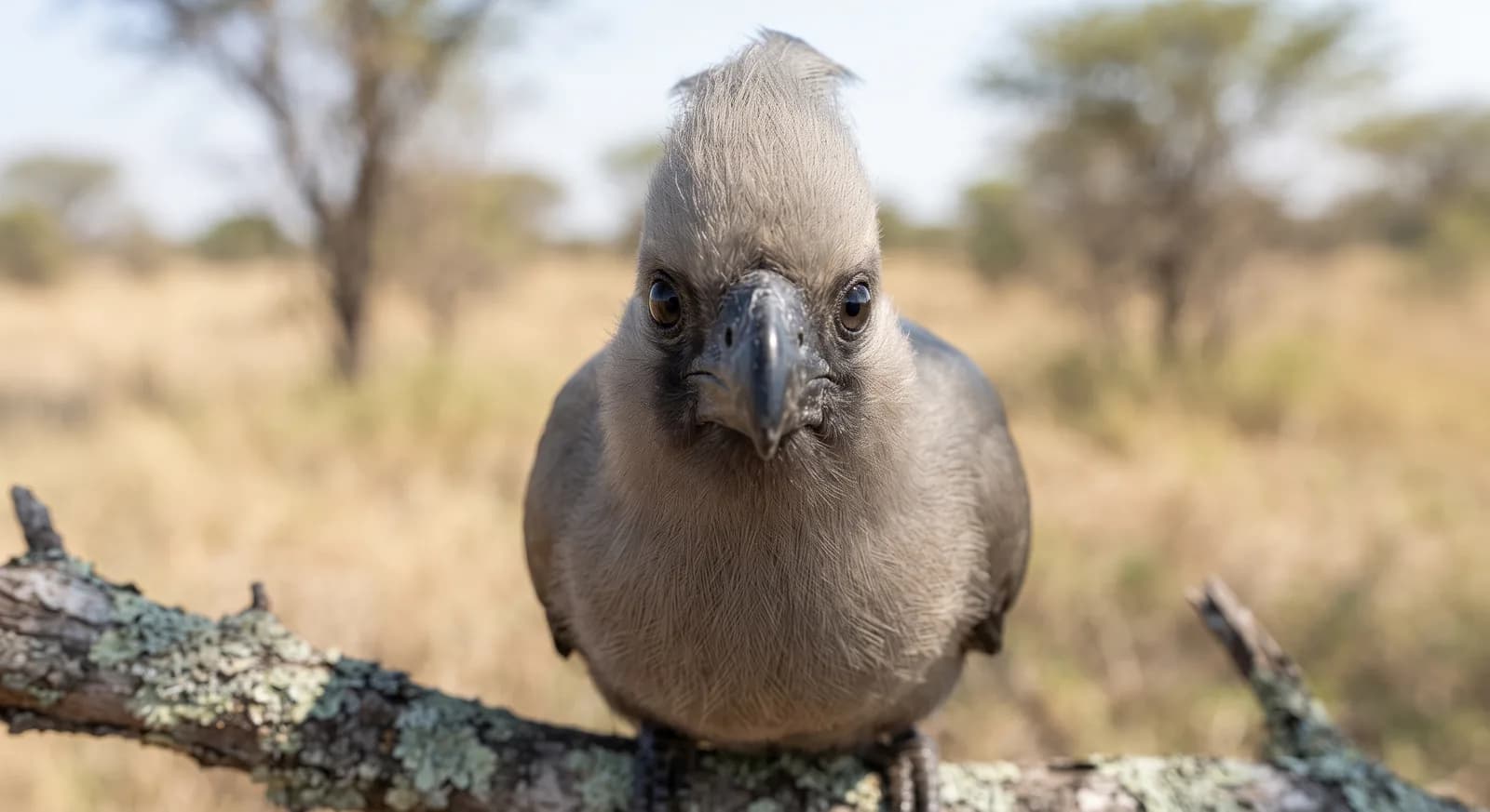 Grey Go-away-bird
