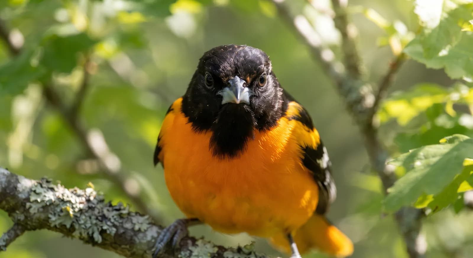Baltimoretrupial